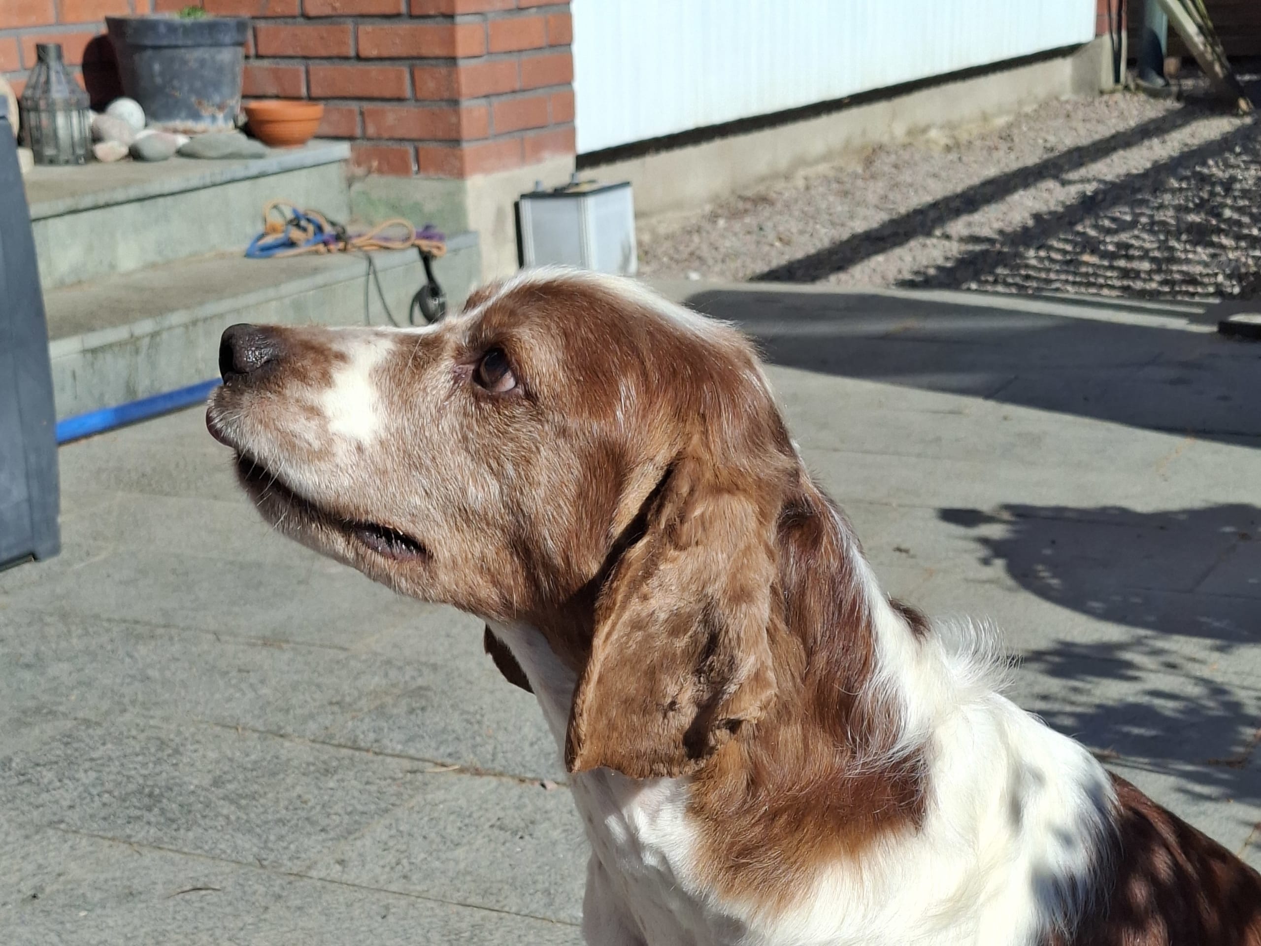 Welsh Springer Spaniel · Gustavsberg · Ghillsbay