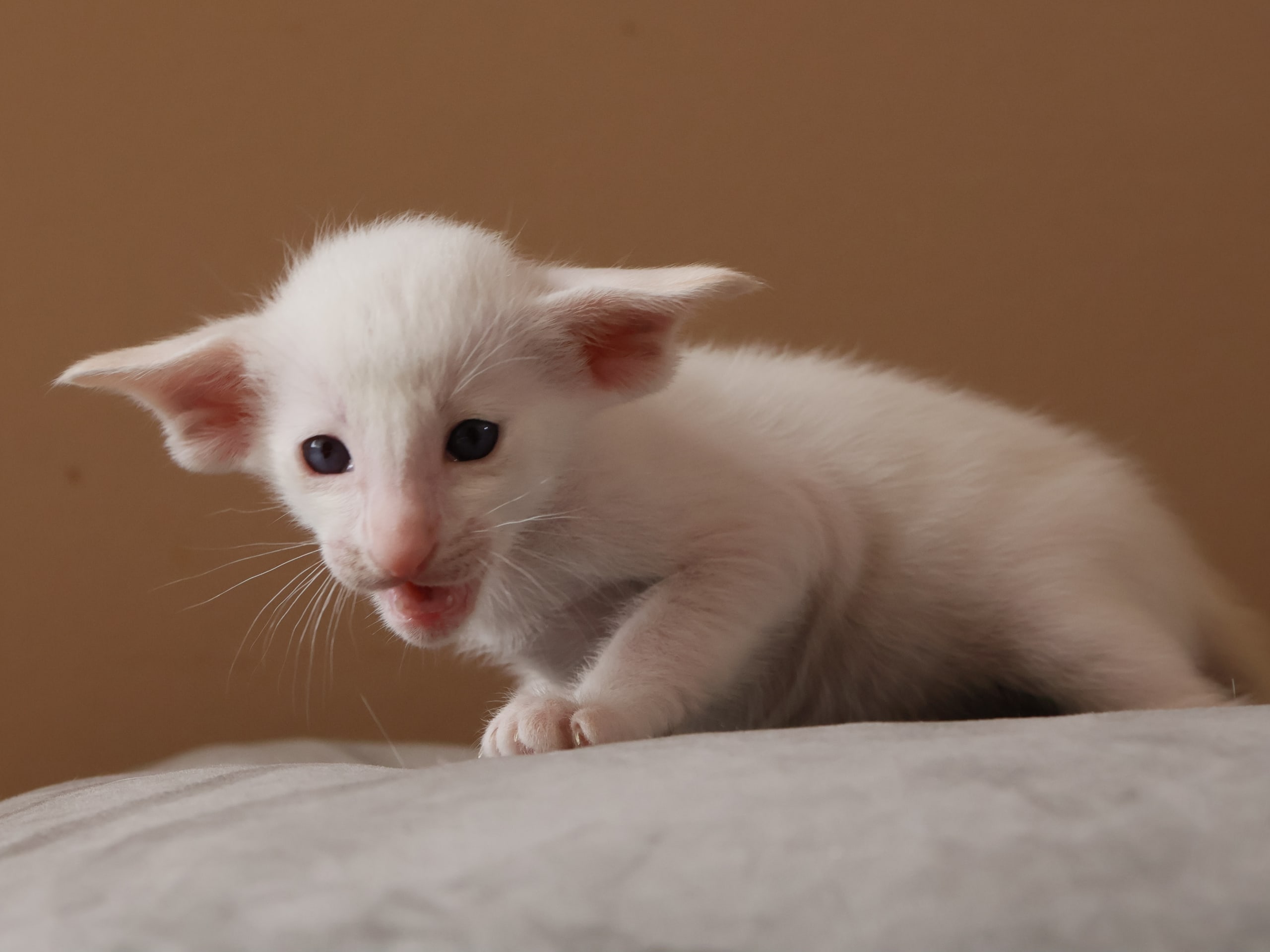Oriental Short Hair · Storebø · Oriental Adore Cattery