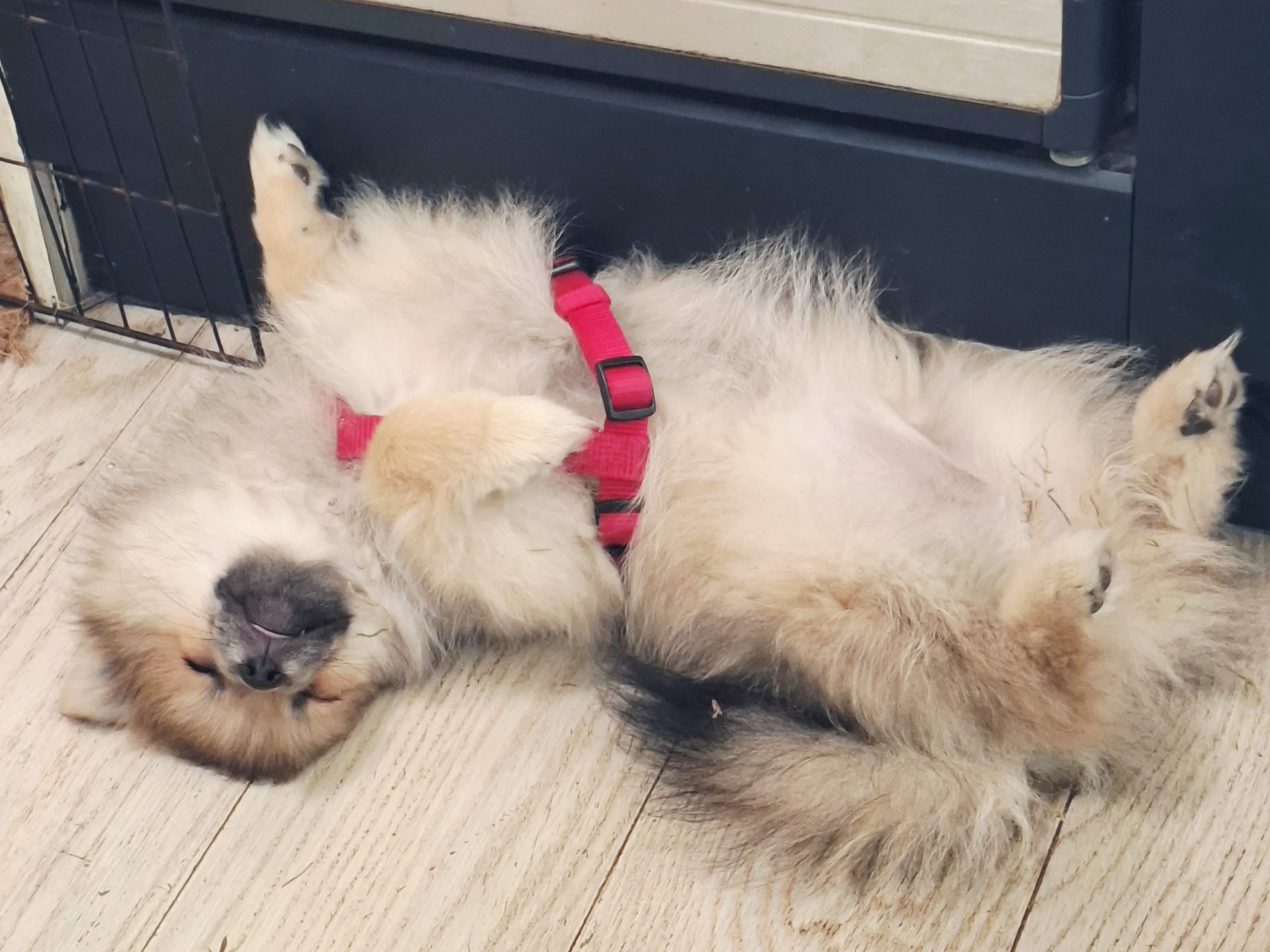 Pomeranian · Norrköping · Carola L.