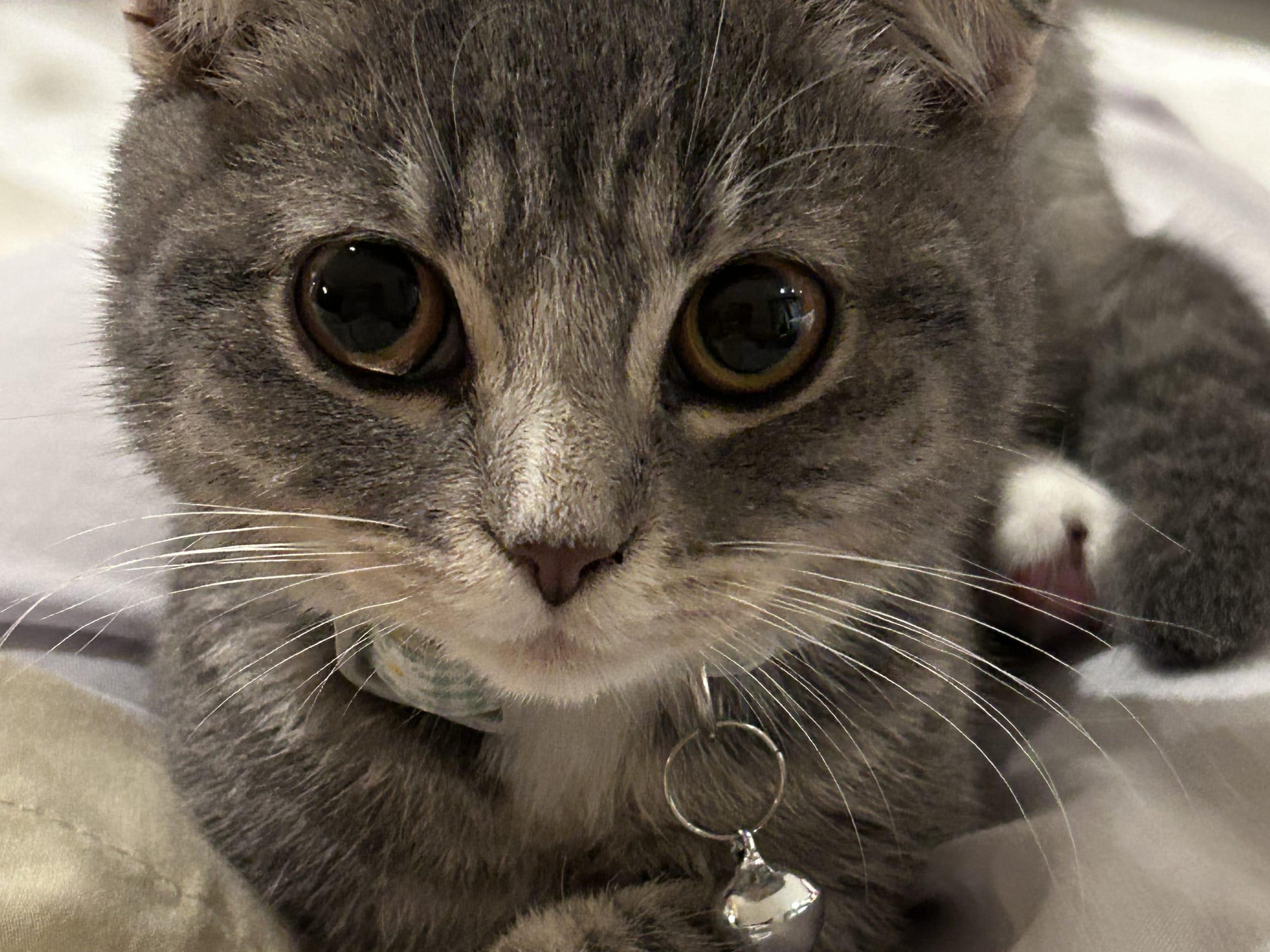 Scottish Fold