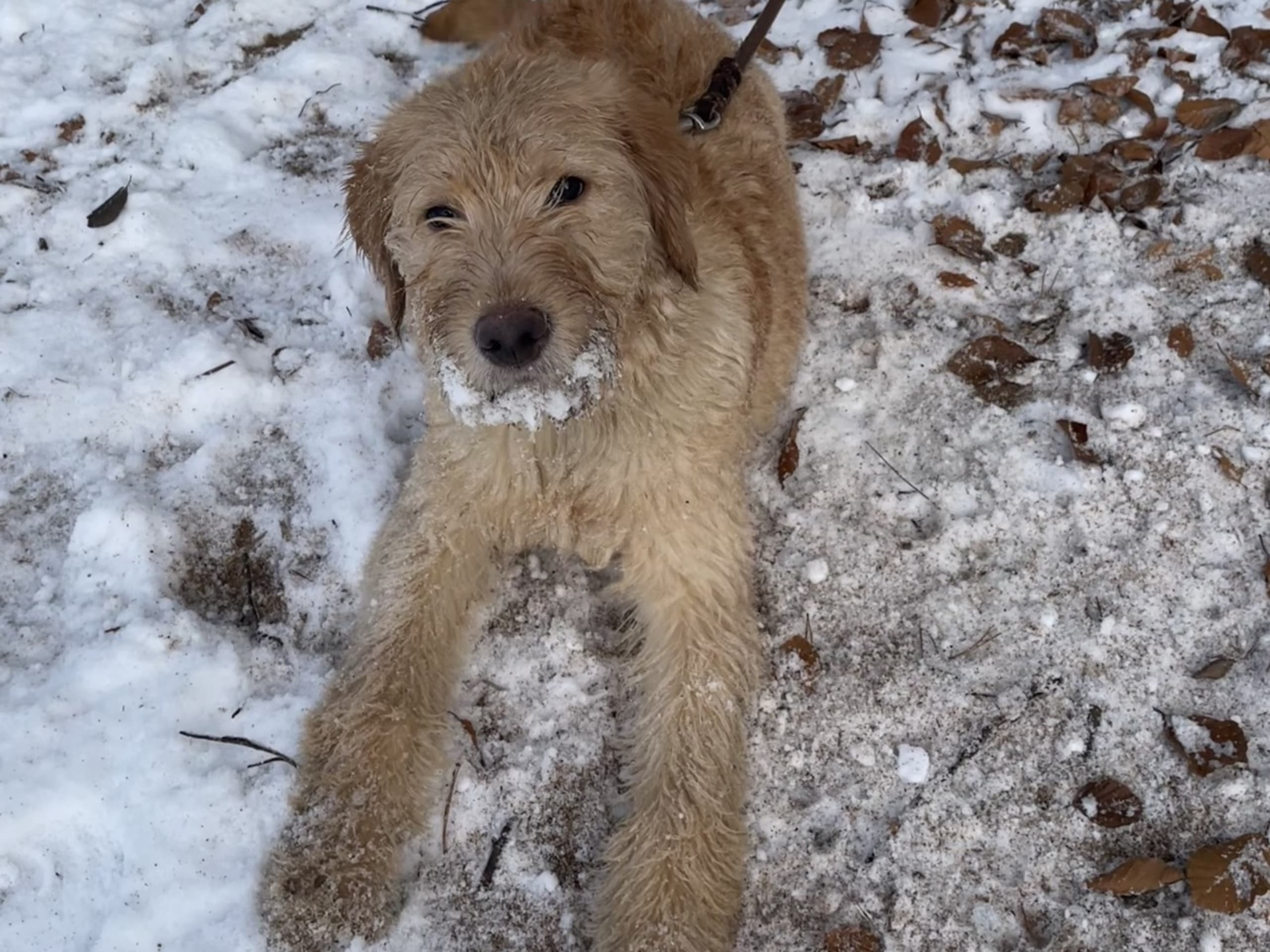 Labradoodle · Vittsjö · Fluffssons