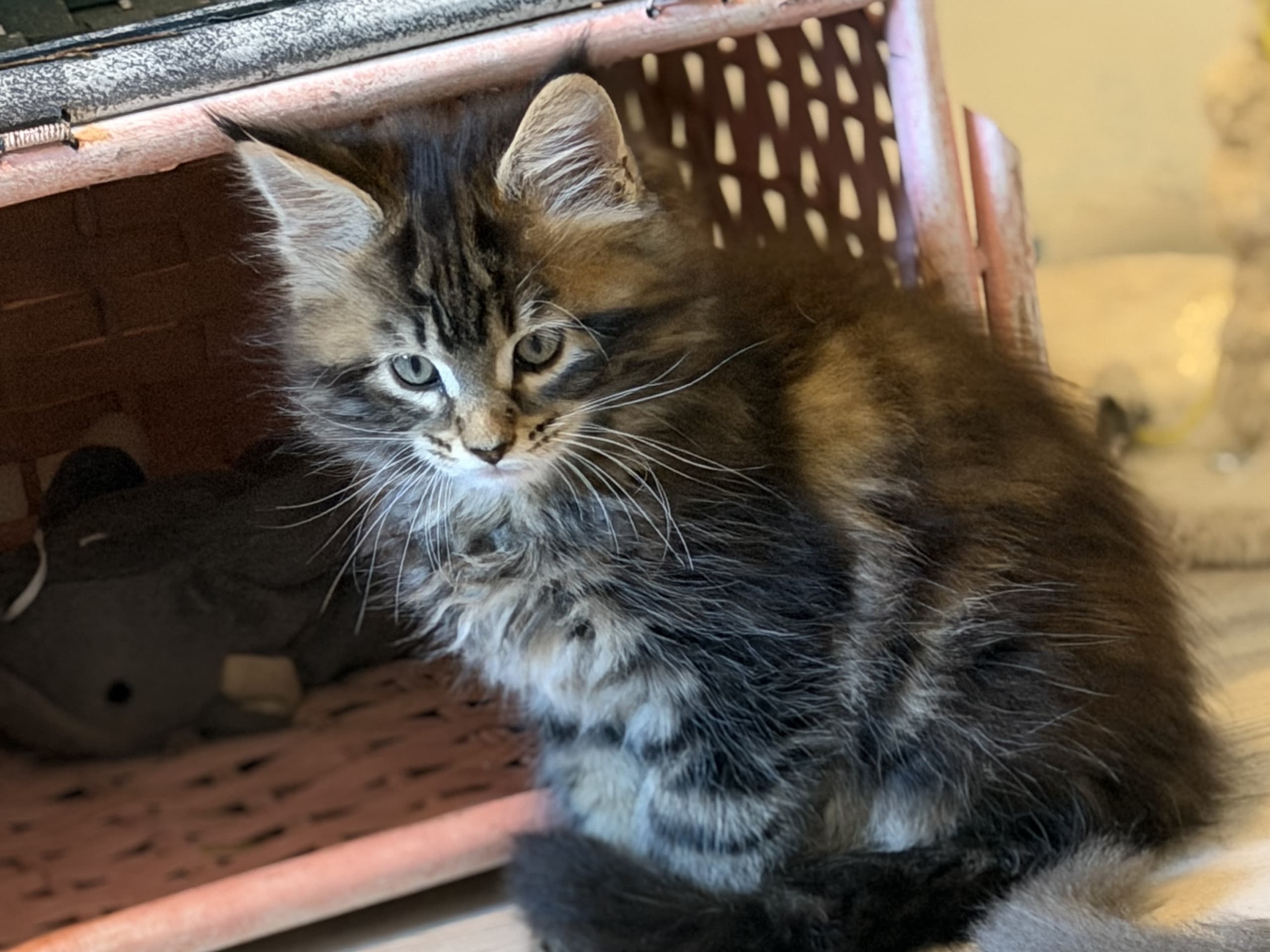 Maine Coon