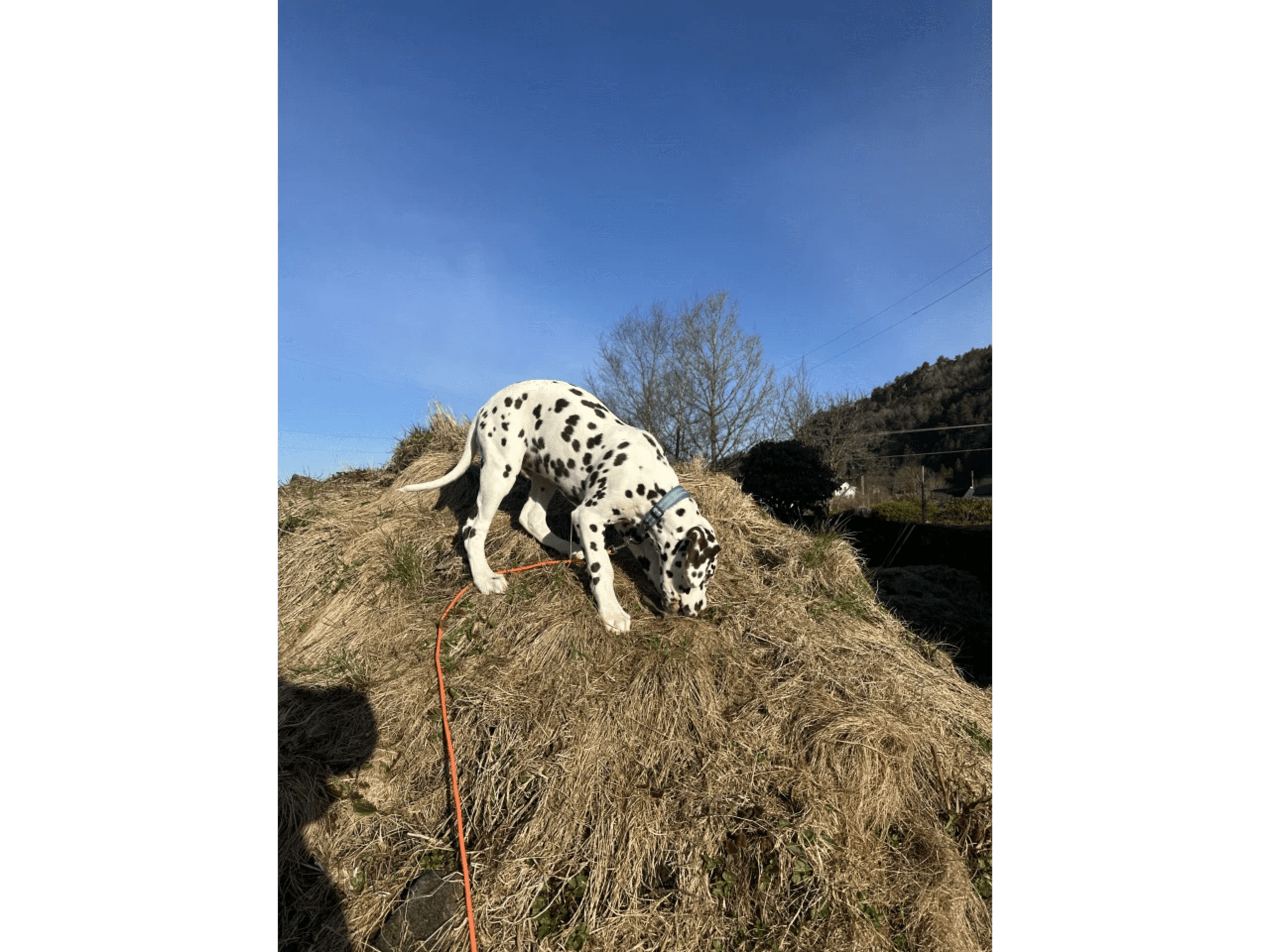Dalmatian · Frekhaug · Kennel Shospot
