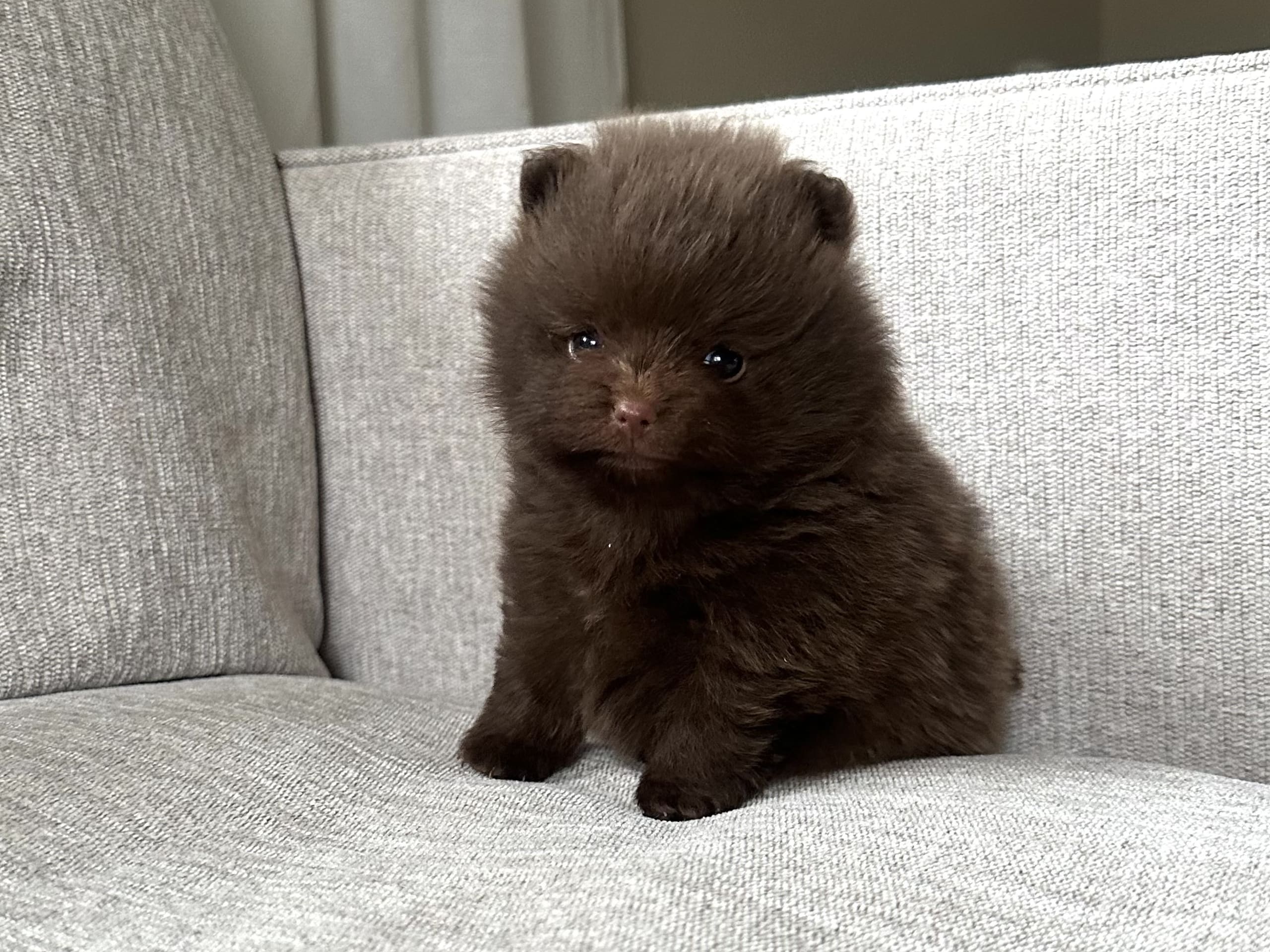 Pomeranian · Ronneby · Ida A.