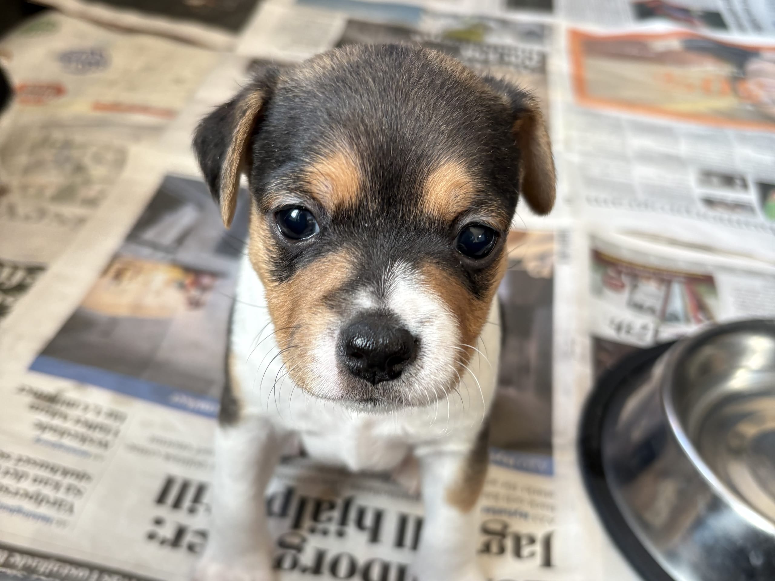 Danish Swedish Farmdog