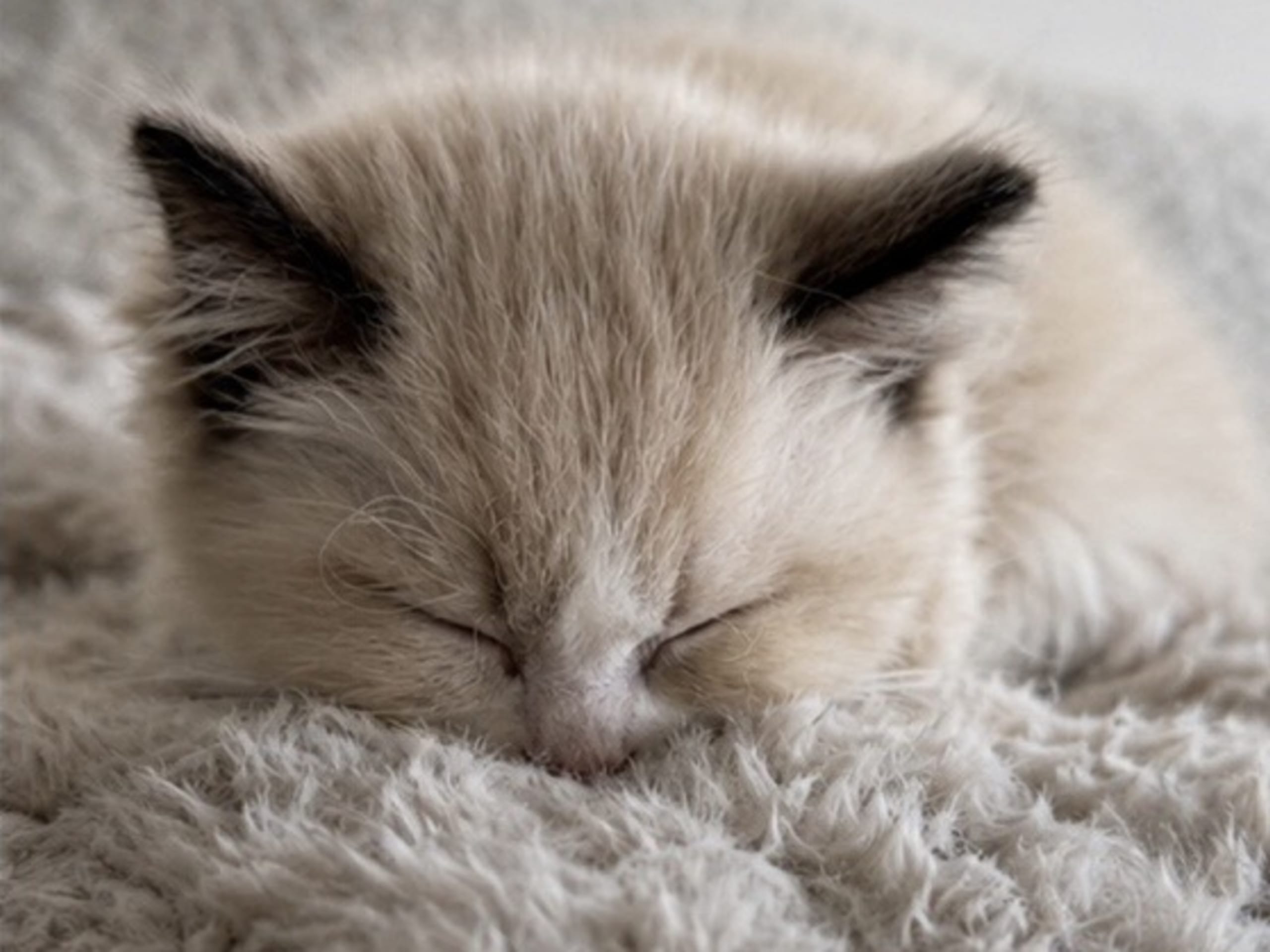 Ragdoll · Sollentuna · Zahra H.