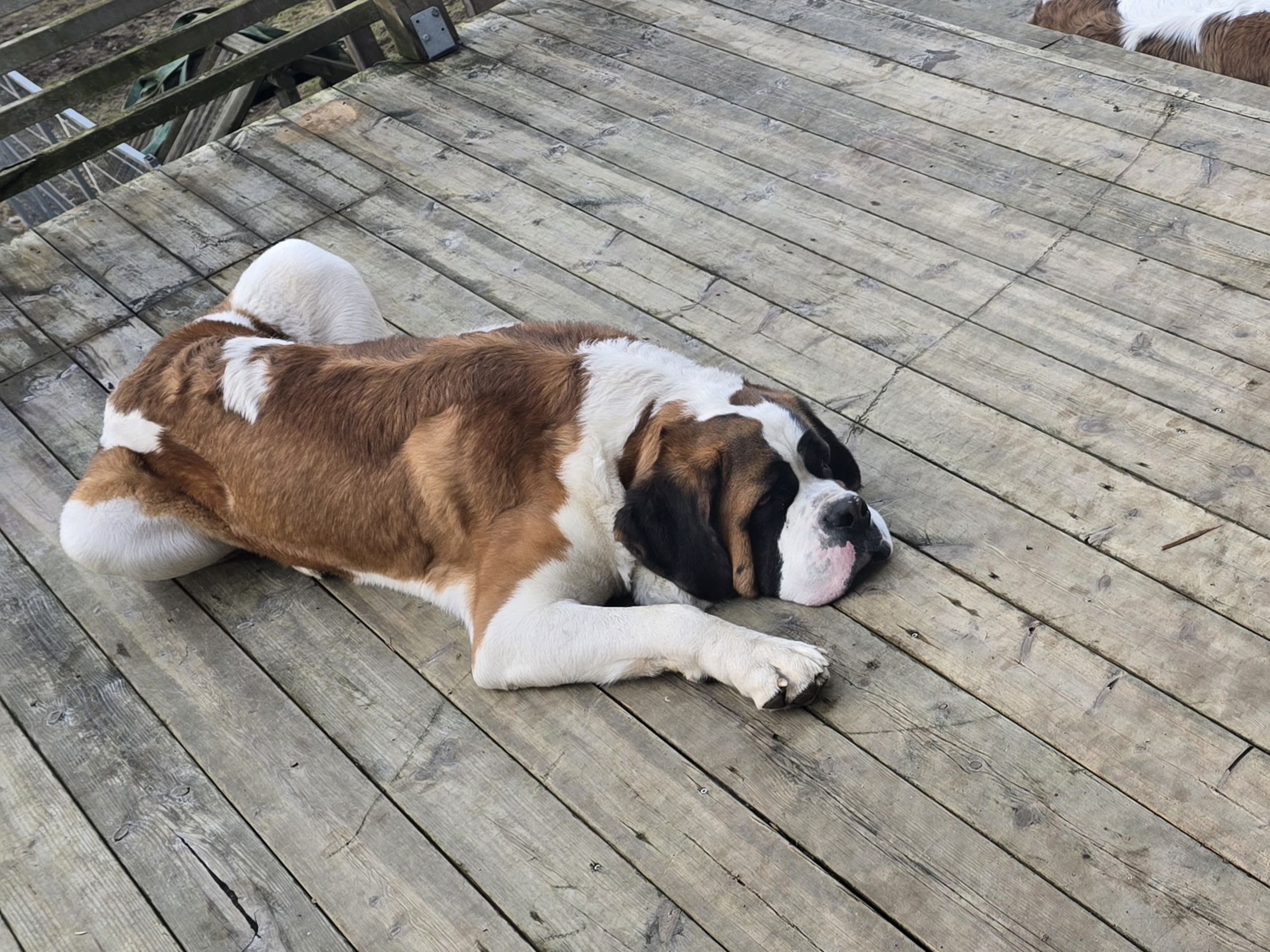 Saint Bernard