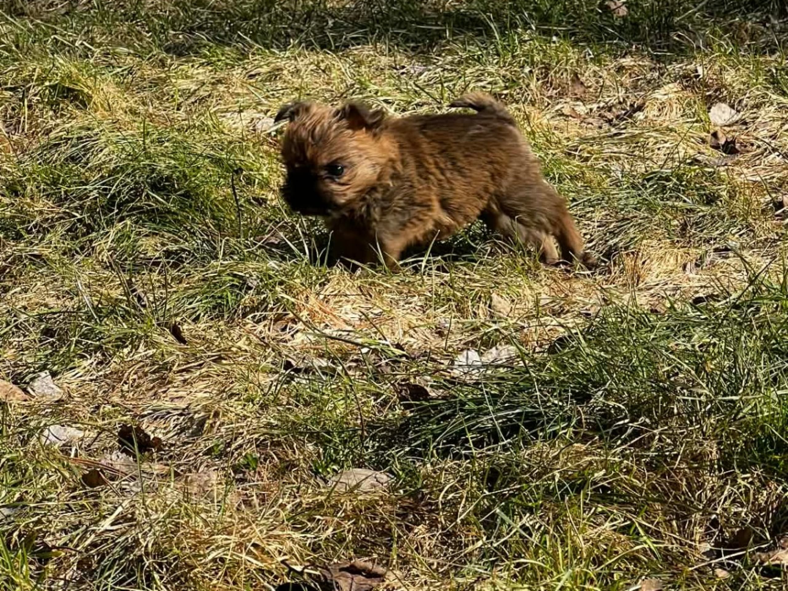 Brussels Griffon
