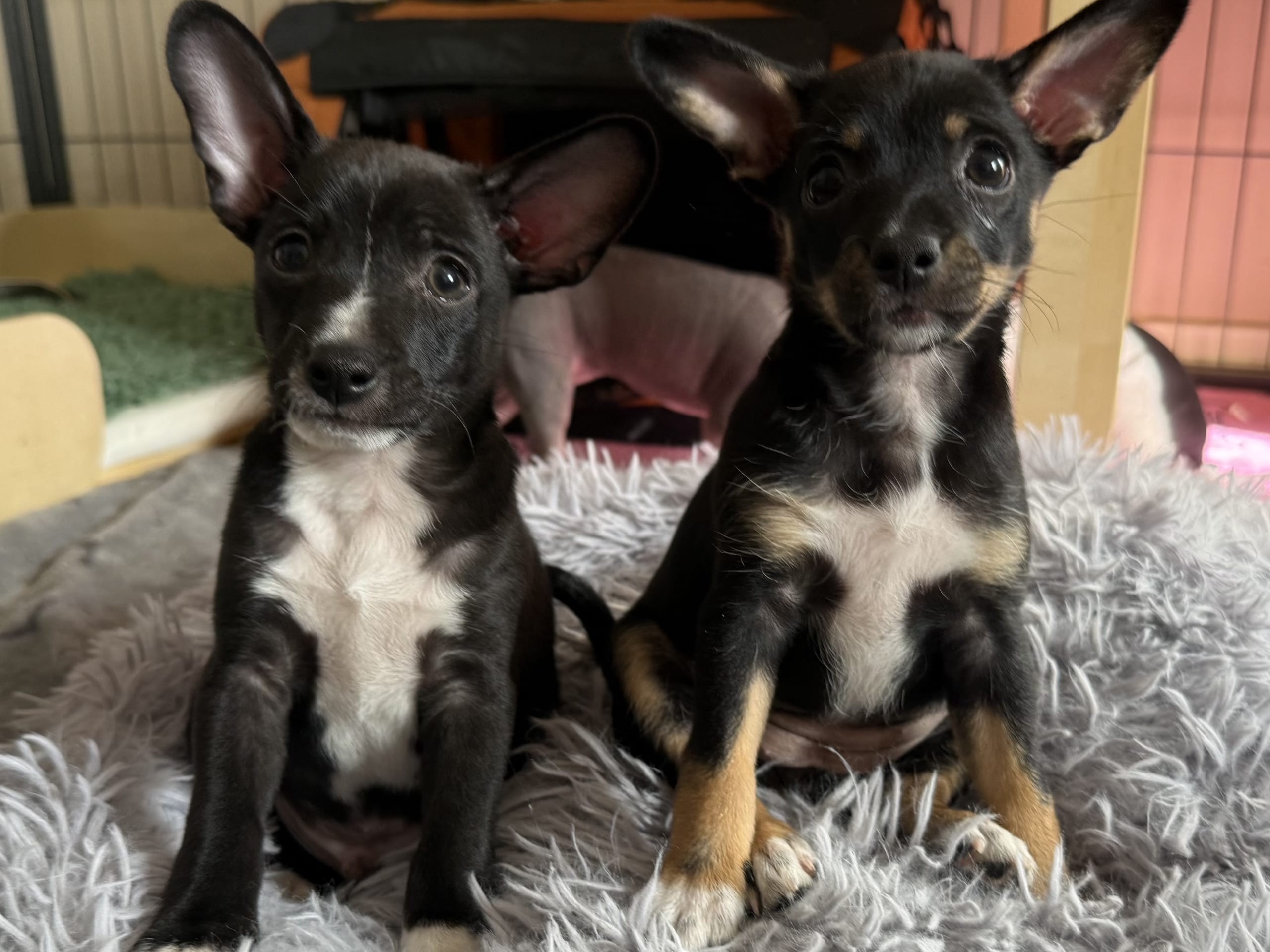 Xoloitzcuintle · åkersberga · Diamonds Of Joy