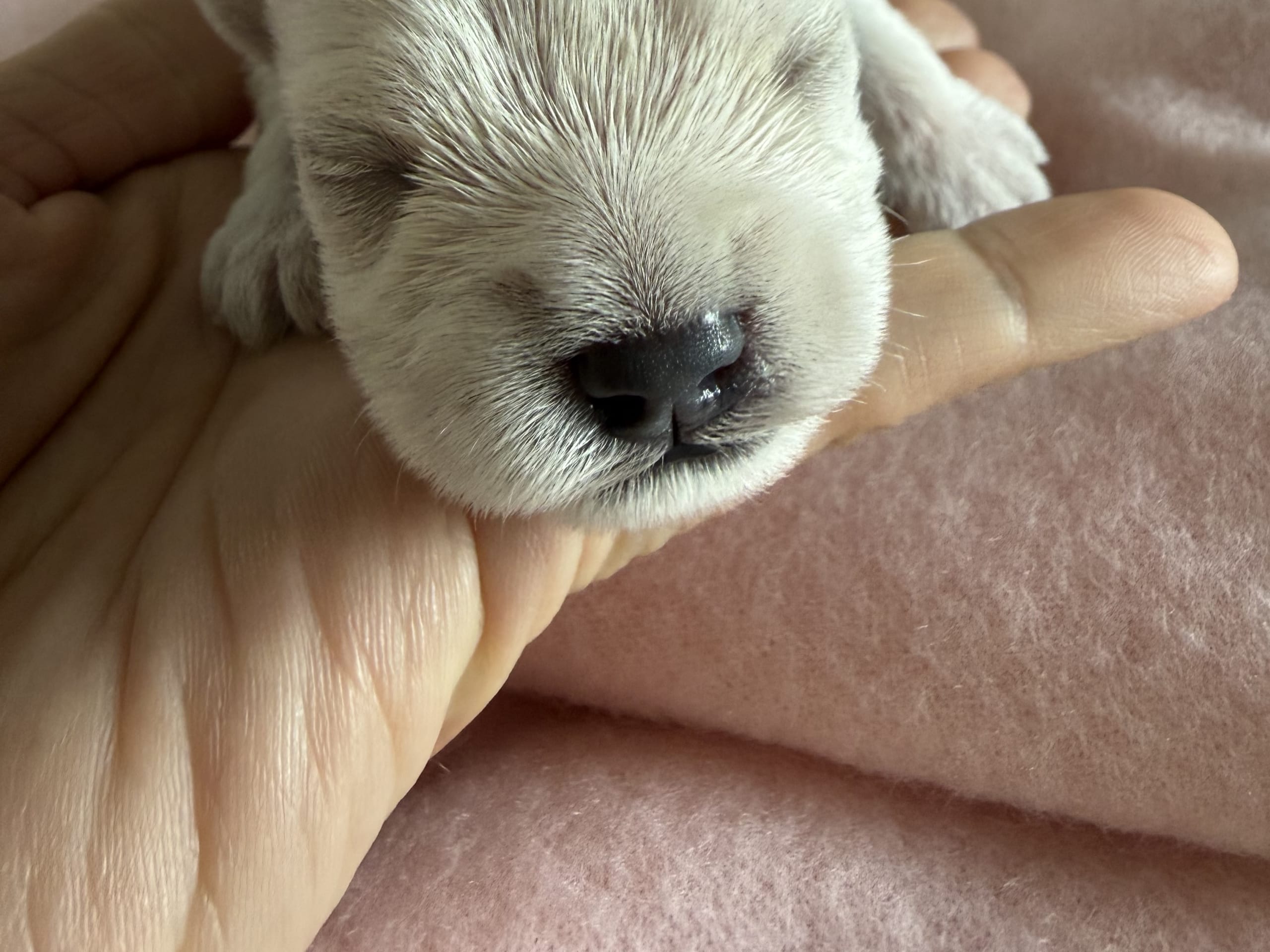 Miniature Schnauzer · Vara · Snowie Shine’s Kennel