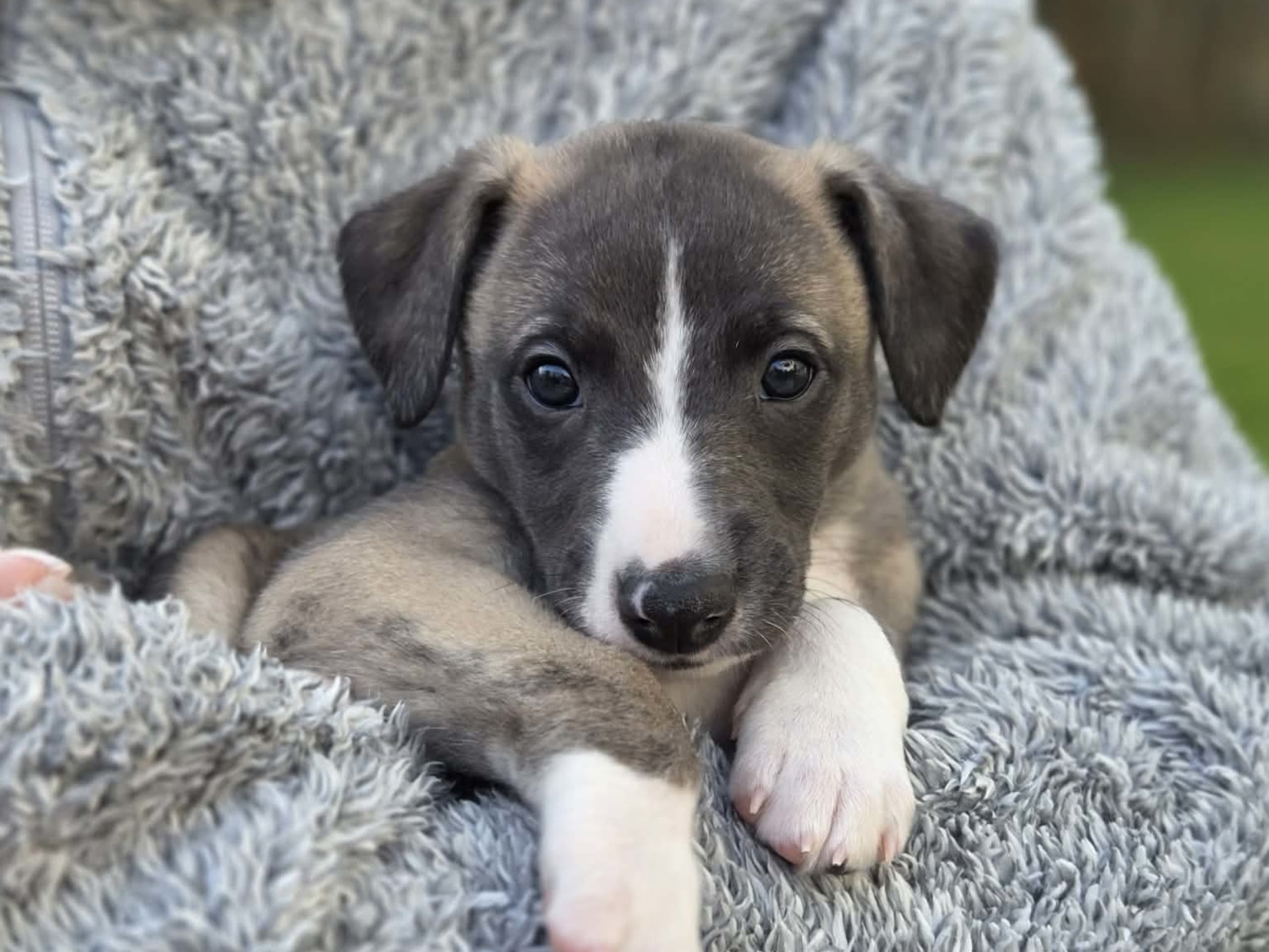 Whippet · Vålberg · Alternova Whippet