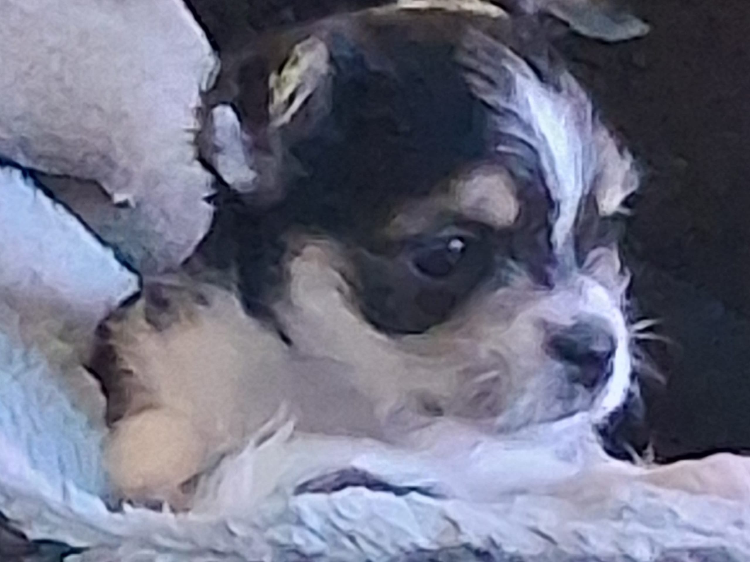 Yorkie malteser shi tzu og chih blanding · Hønefoss · Linda Regine Hauge S.