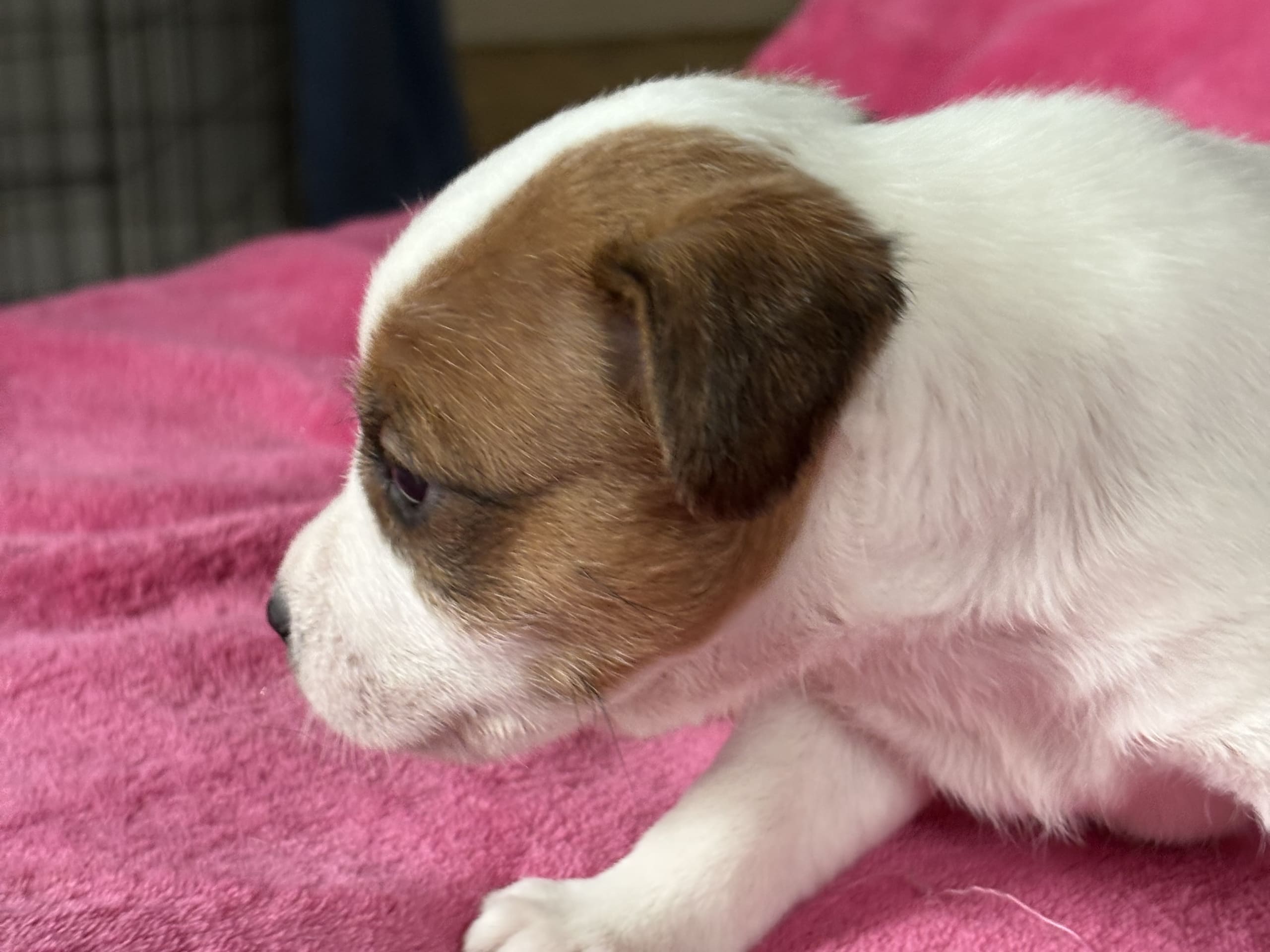 Jack Russell Terrier · Bollnäs · Most Wanted