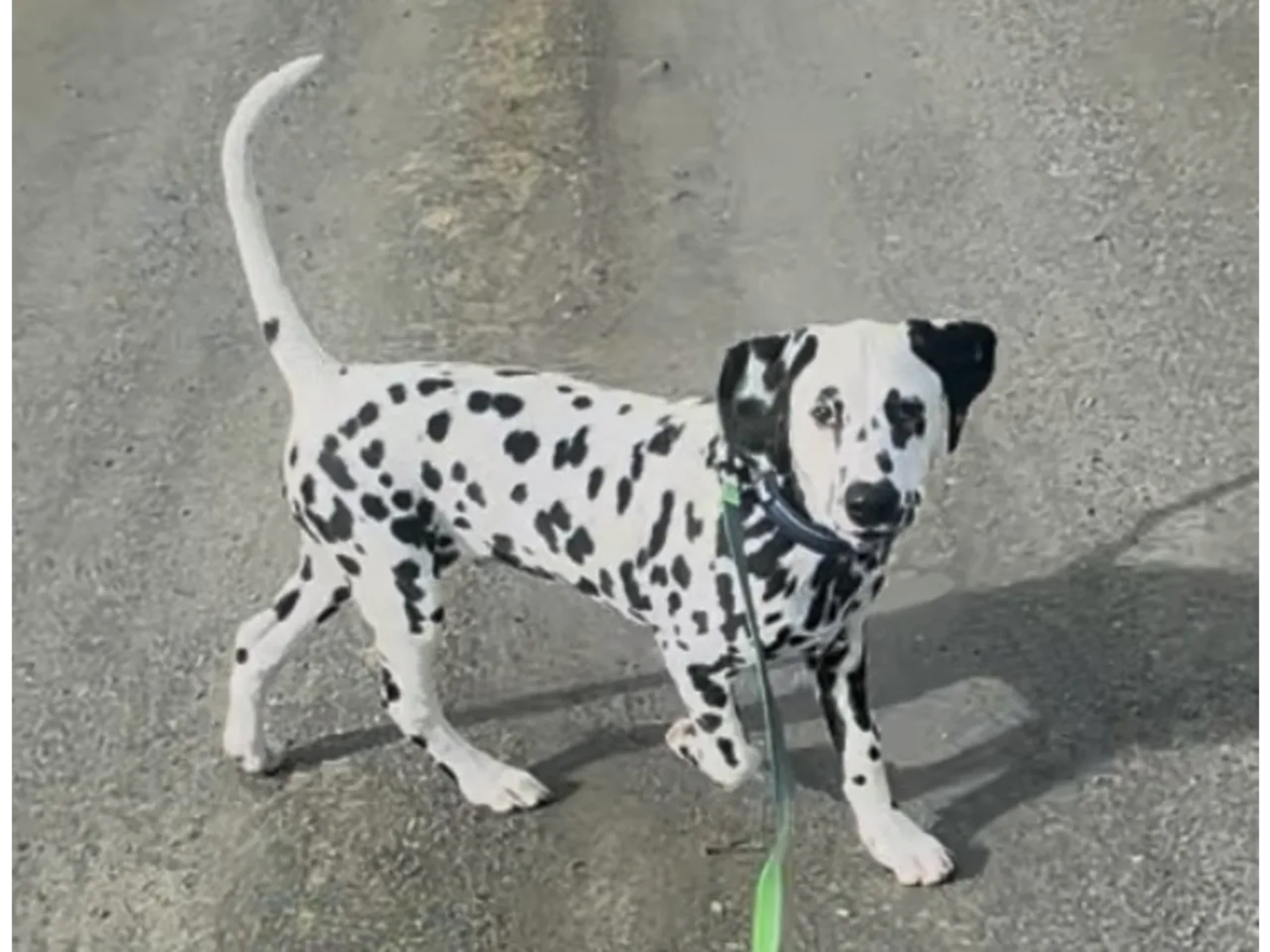 Dalmatian · Frekhaug · Kennel Shospot