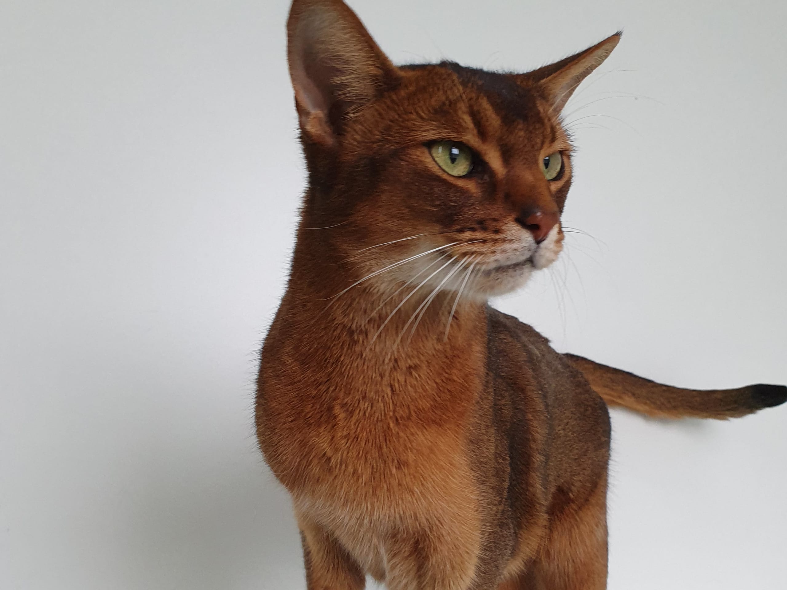 Abyssinian · Åkersberga · Nicole T.