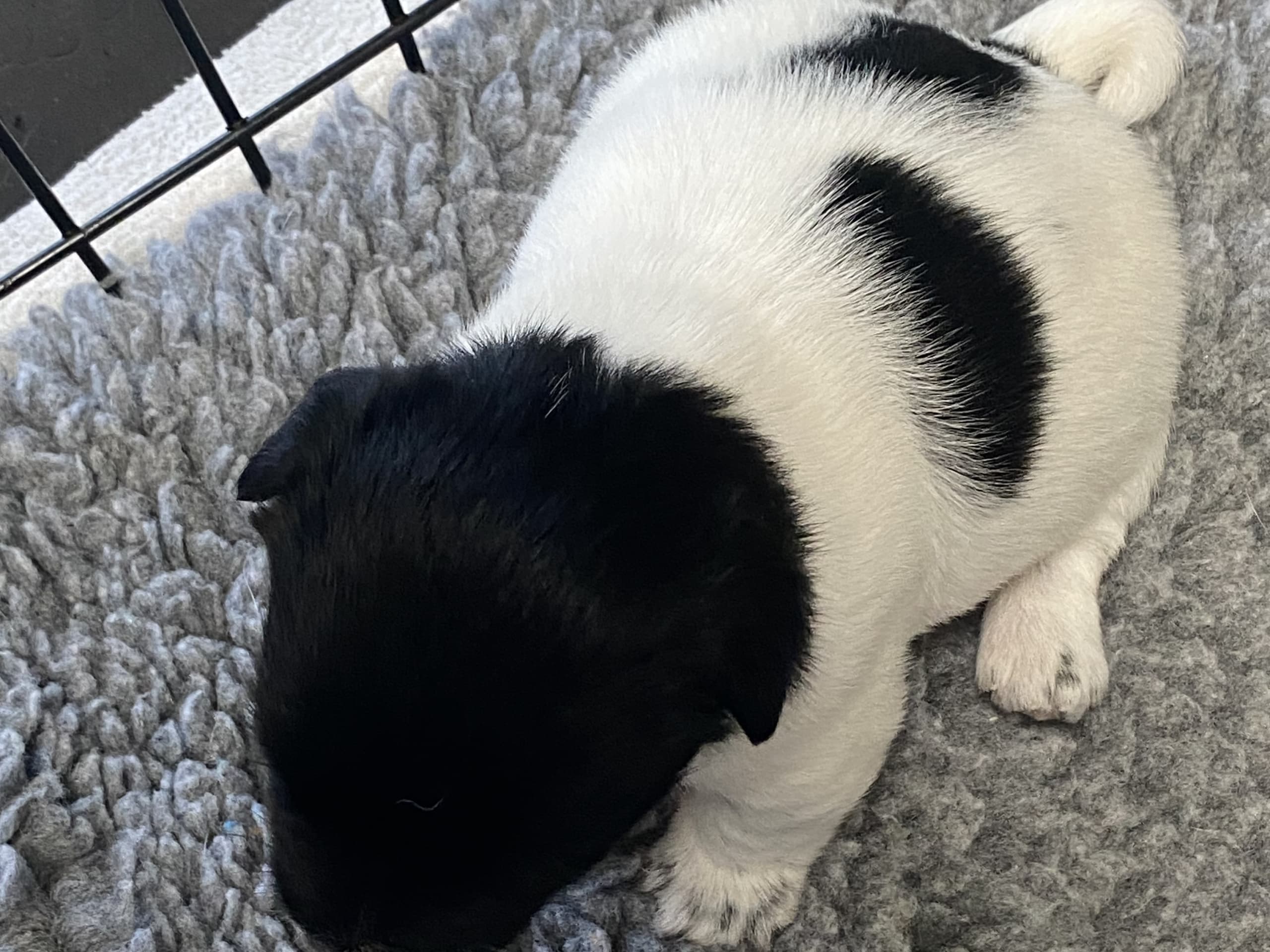 Jack Russell Terrier · Varberg · Kennel Beldio’s
