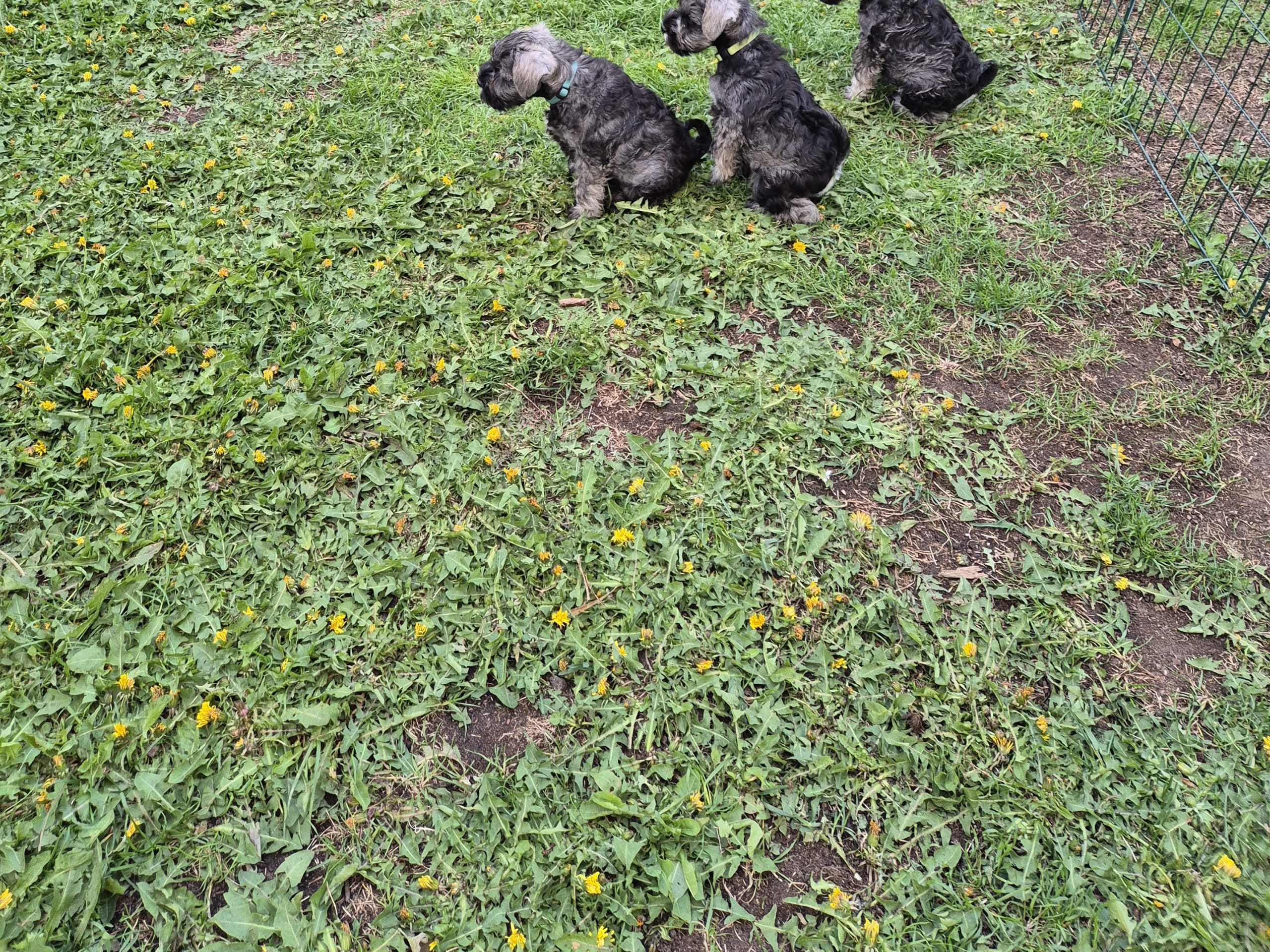 Dværgschnauzer