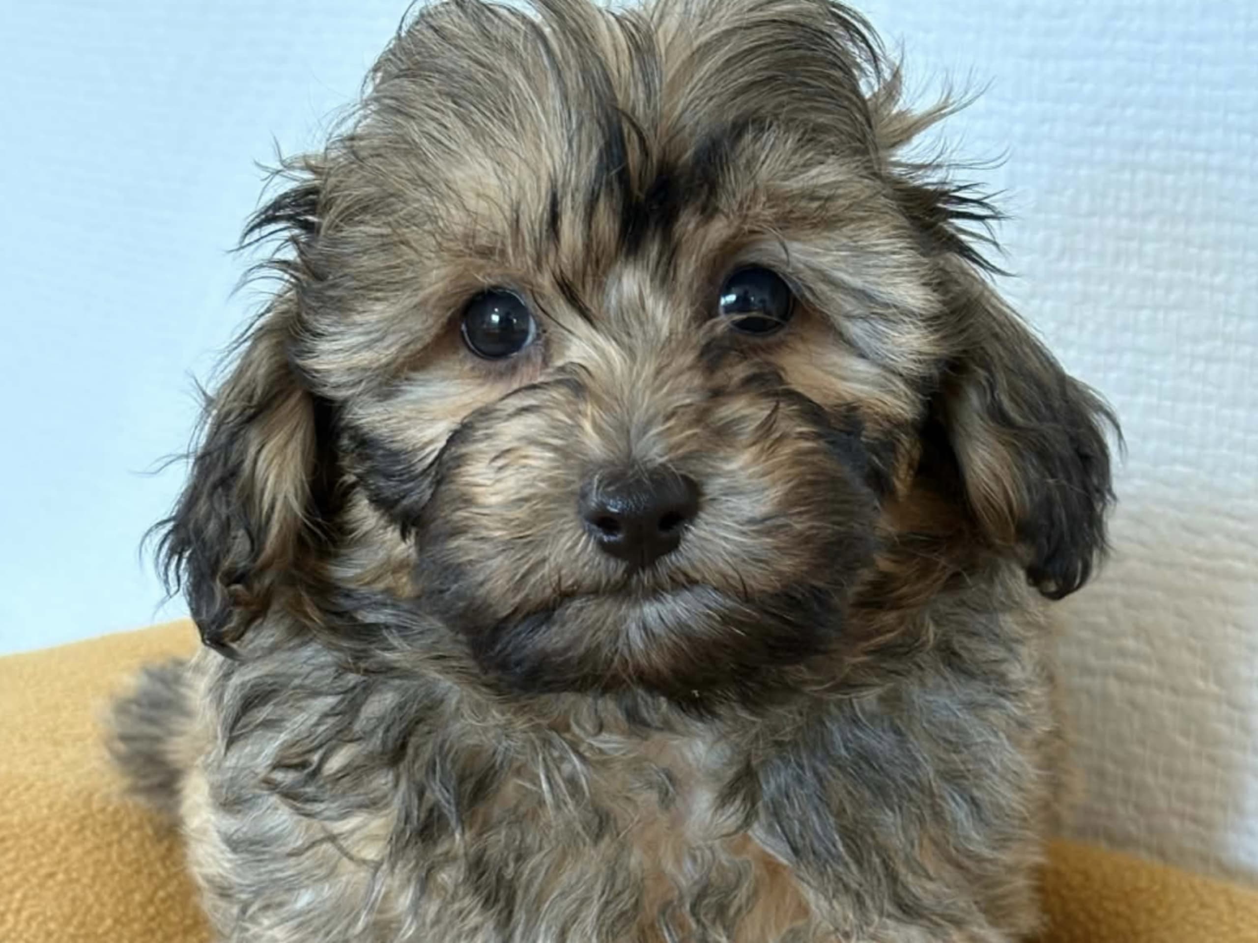 Havapoo · Vena · Berrys Kennel & Beko