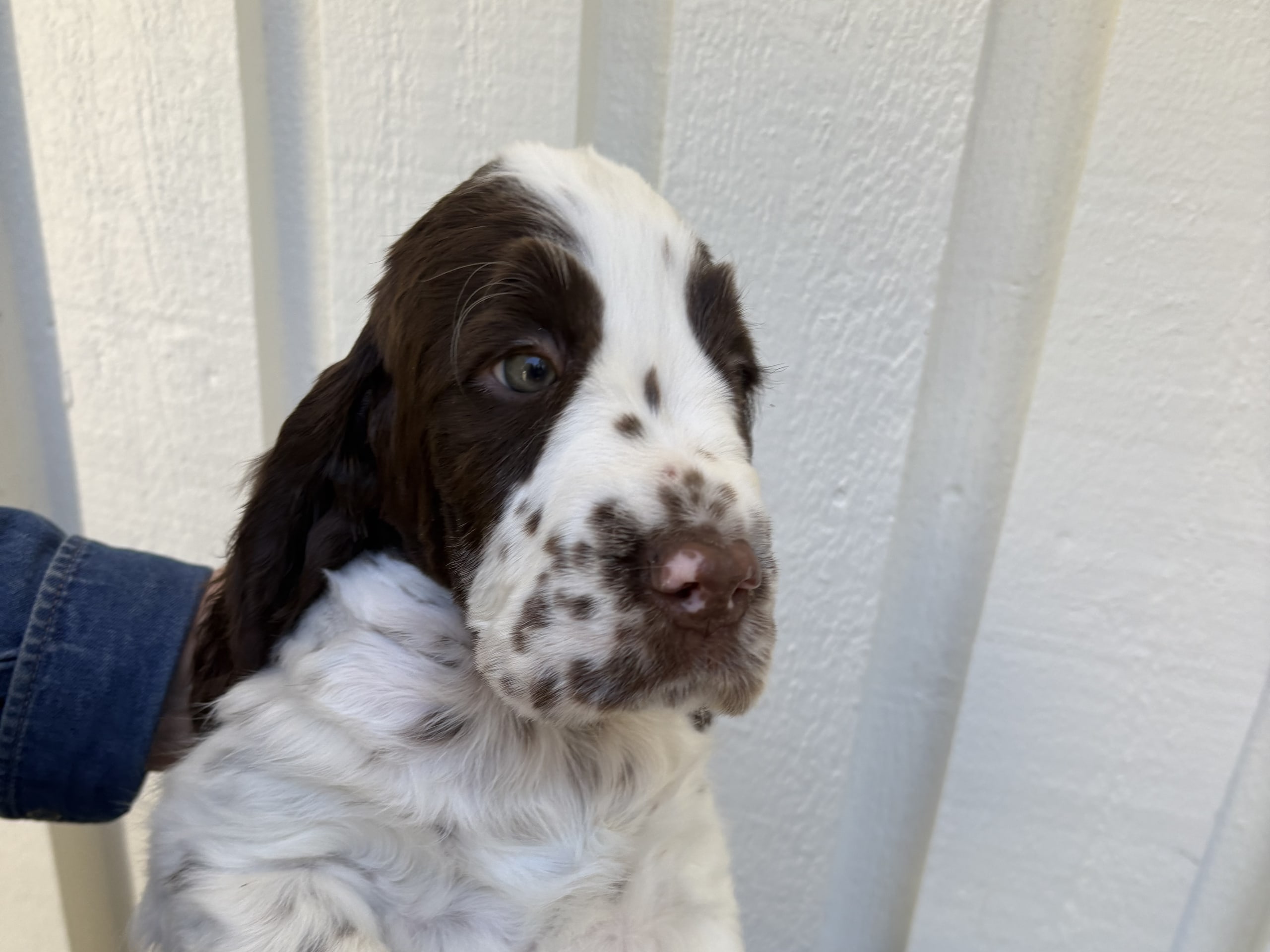 English Springer Spaniel