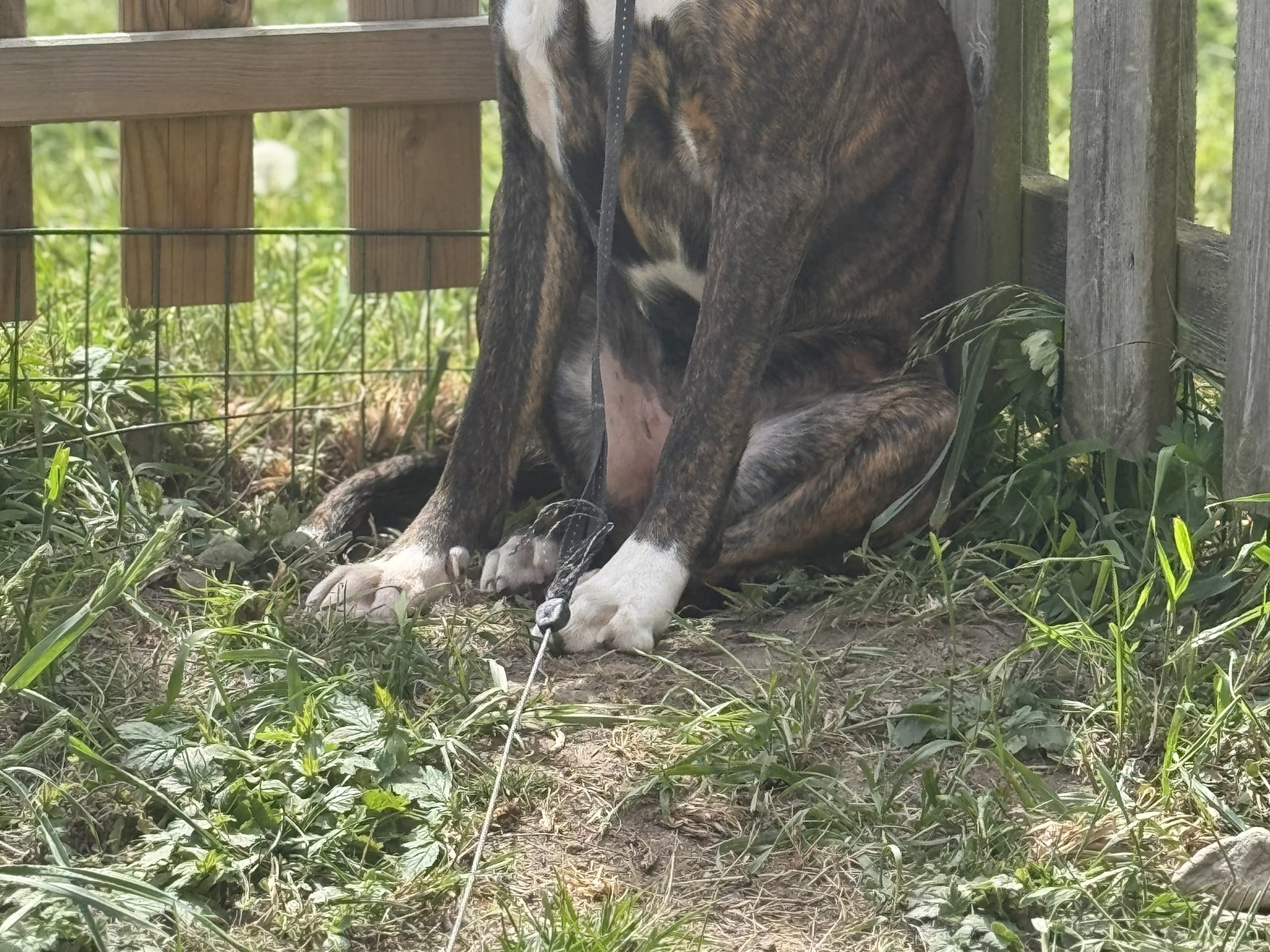 Boxer · Ransäter · Chillshag