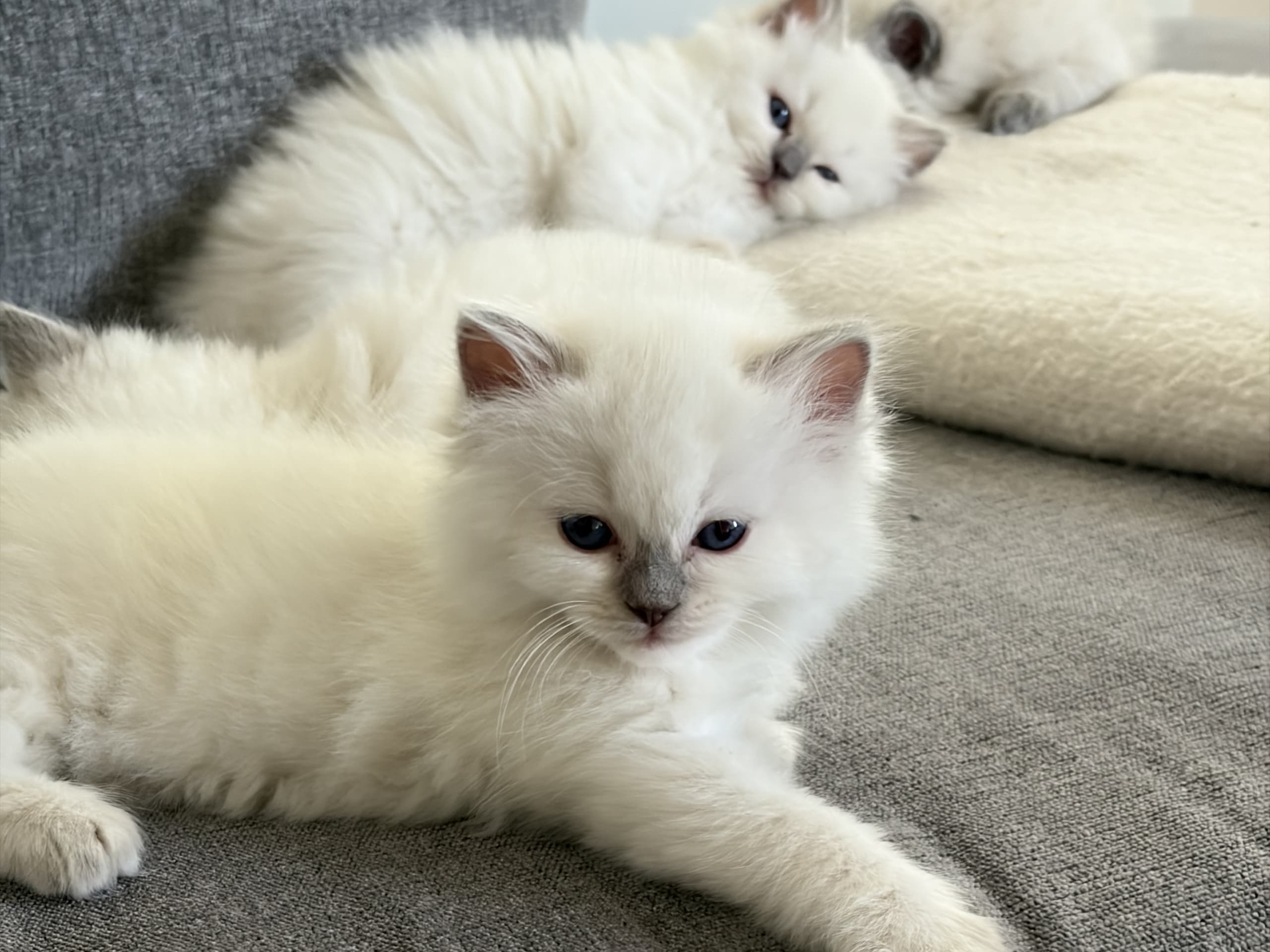 Ragdoll