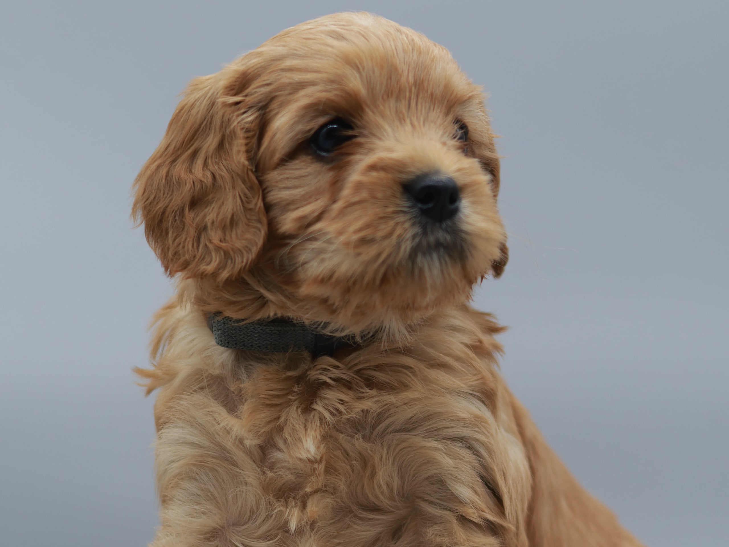 Cavapoo