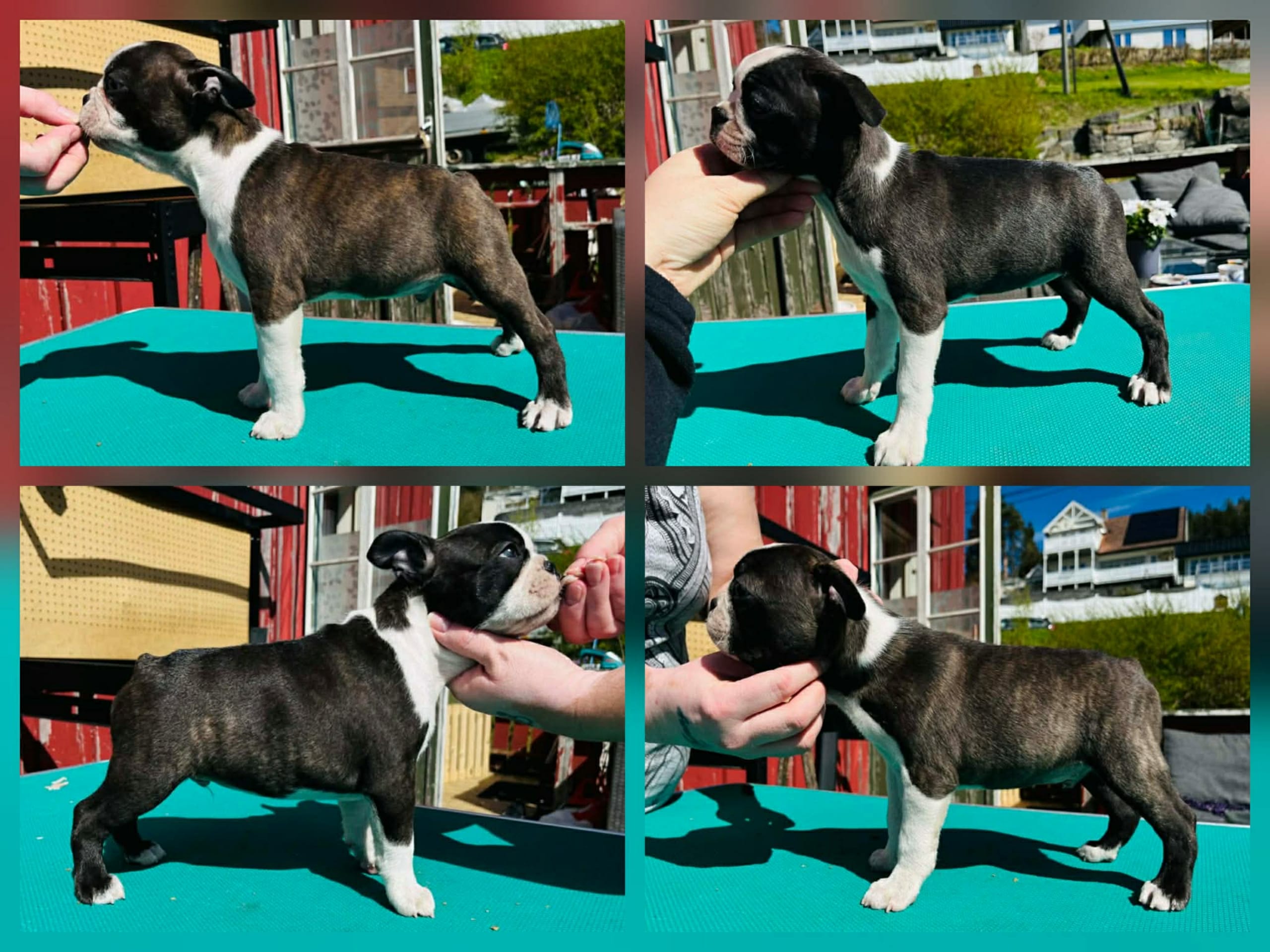 Bostonterrier