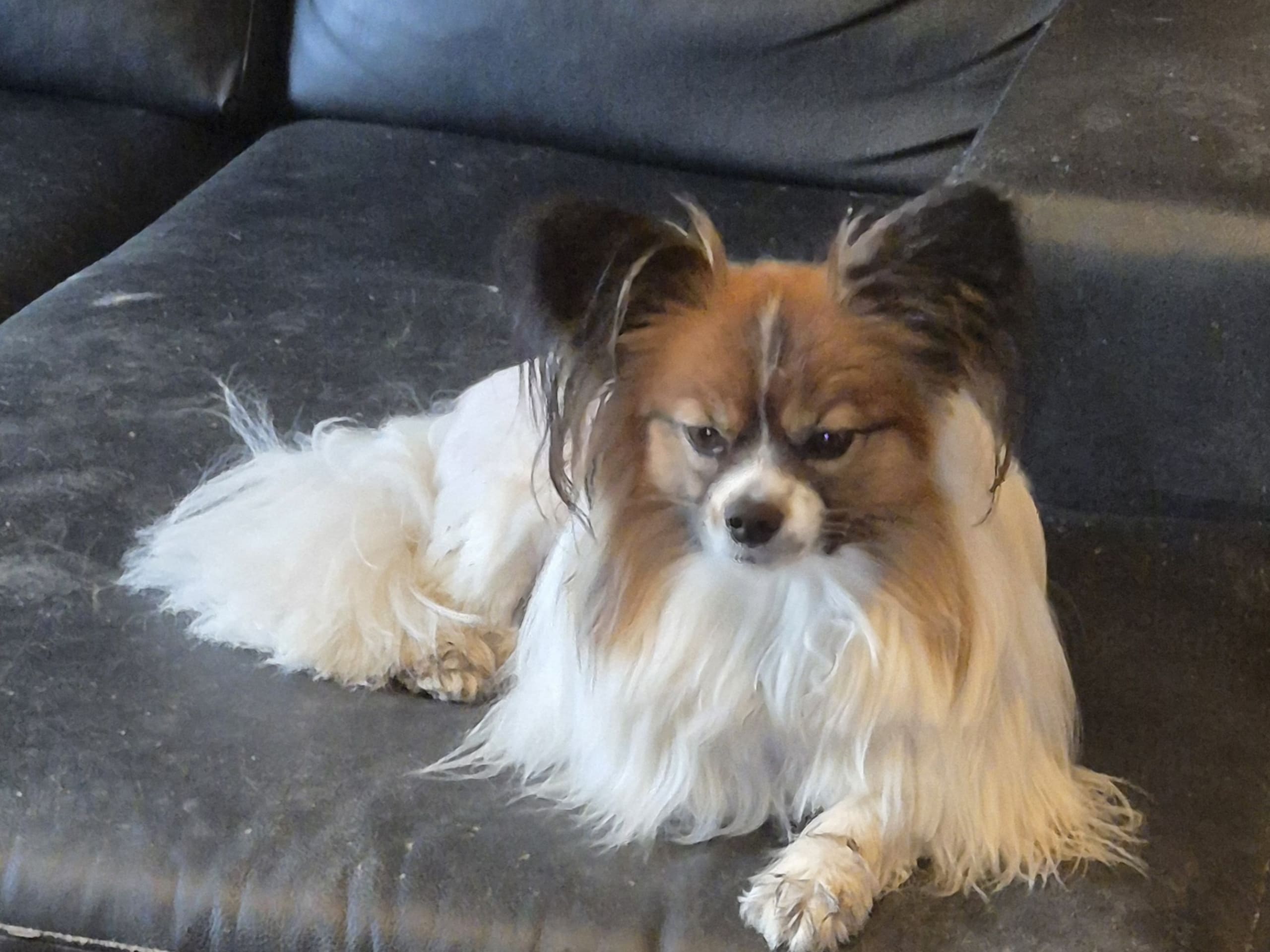 Papillon · Möklinta · Guldnosarnas