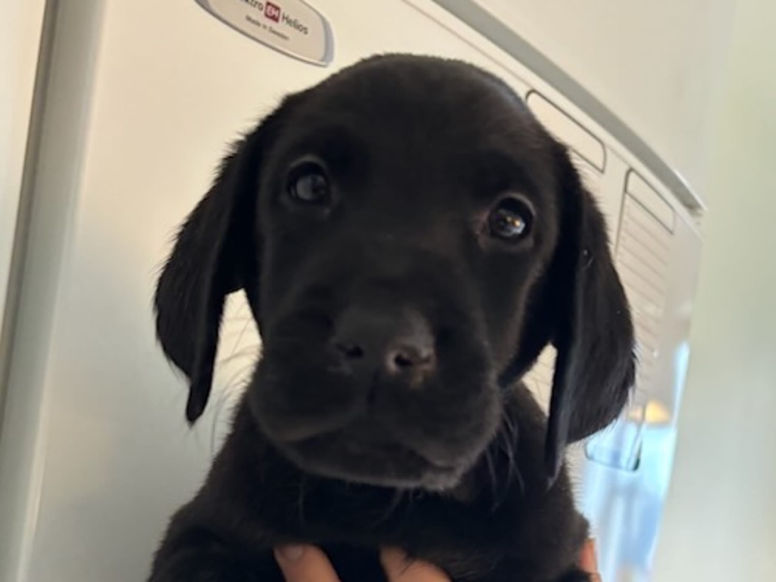 Labrador retriever · Köping · Mitzys retrivers