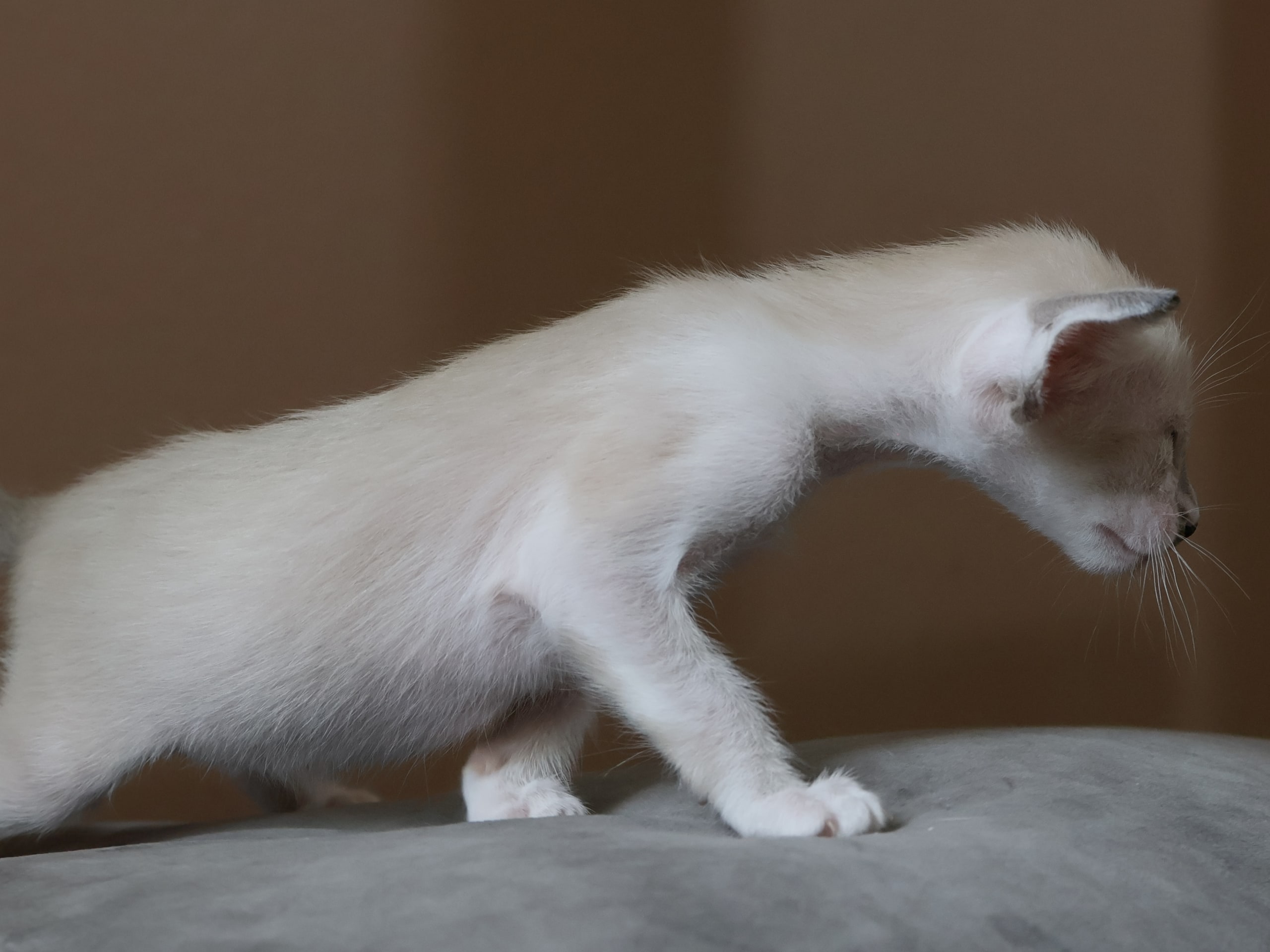 Oriental Short Hair · Storebø · Oriental Adore Cattery