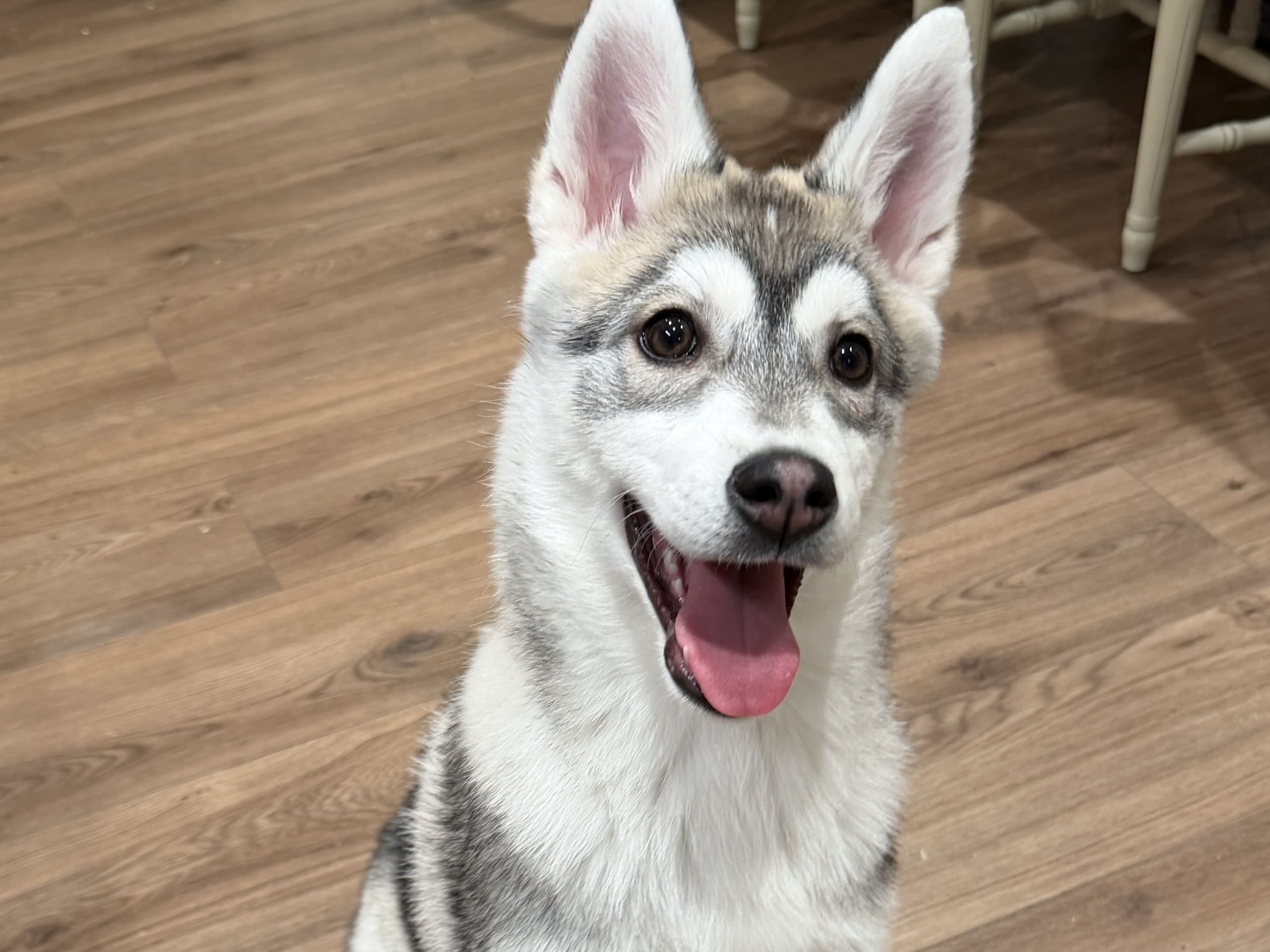 Siberian Husky