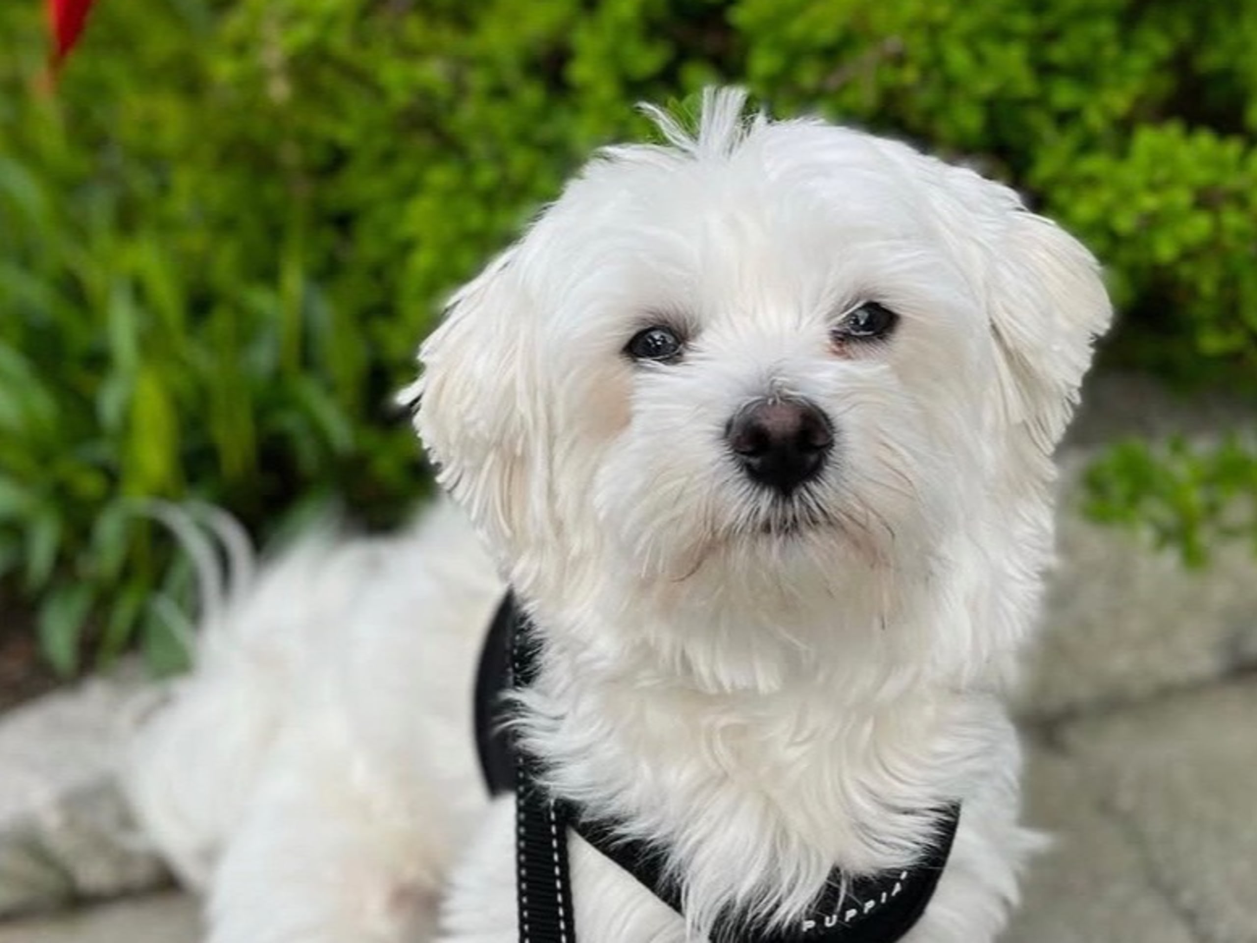 75% malteser 25% chinese crested powder puff · Vigrestad · Rannveig F.