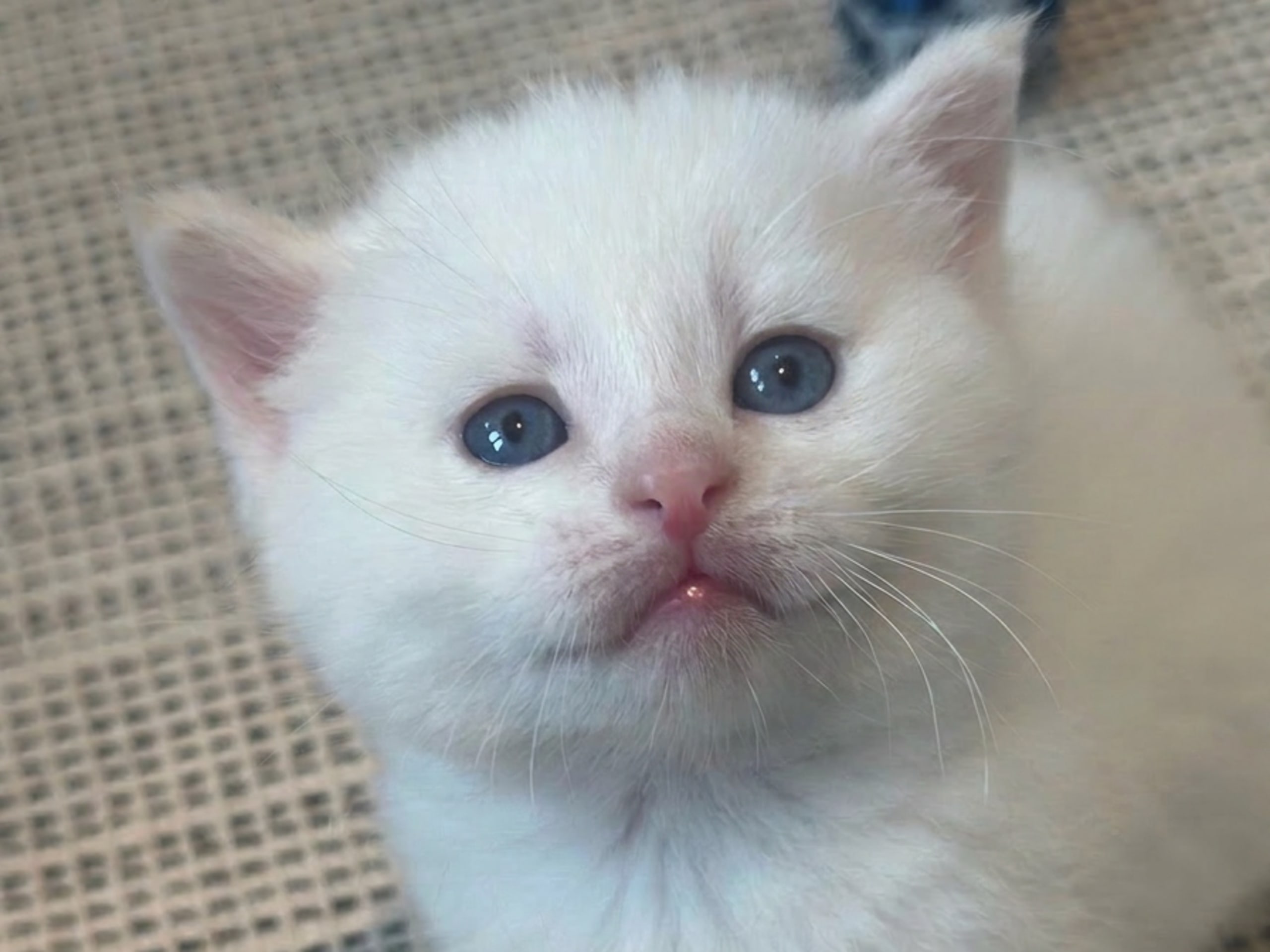 Hannkatt 1