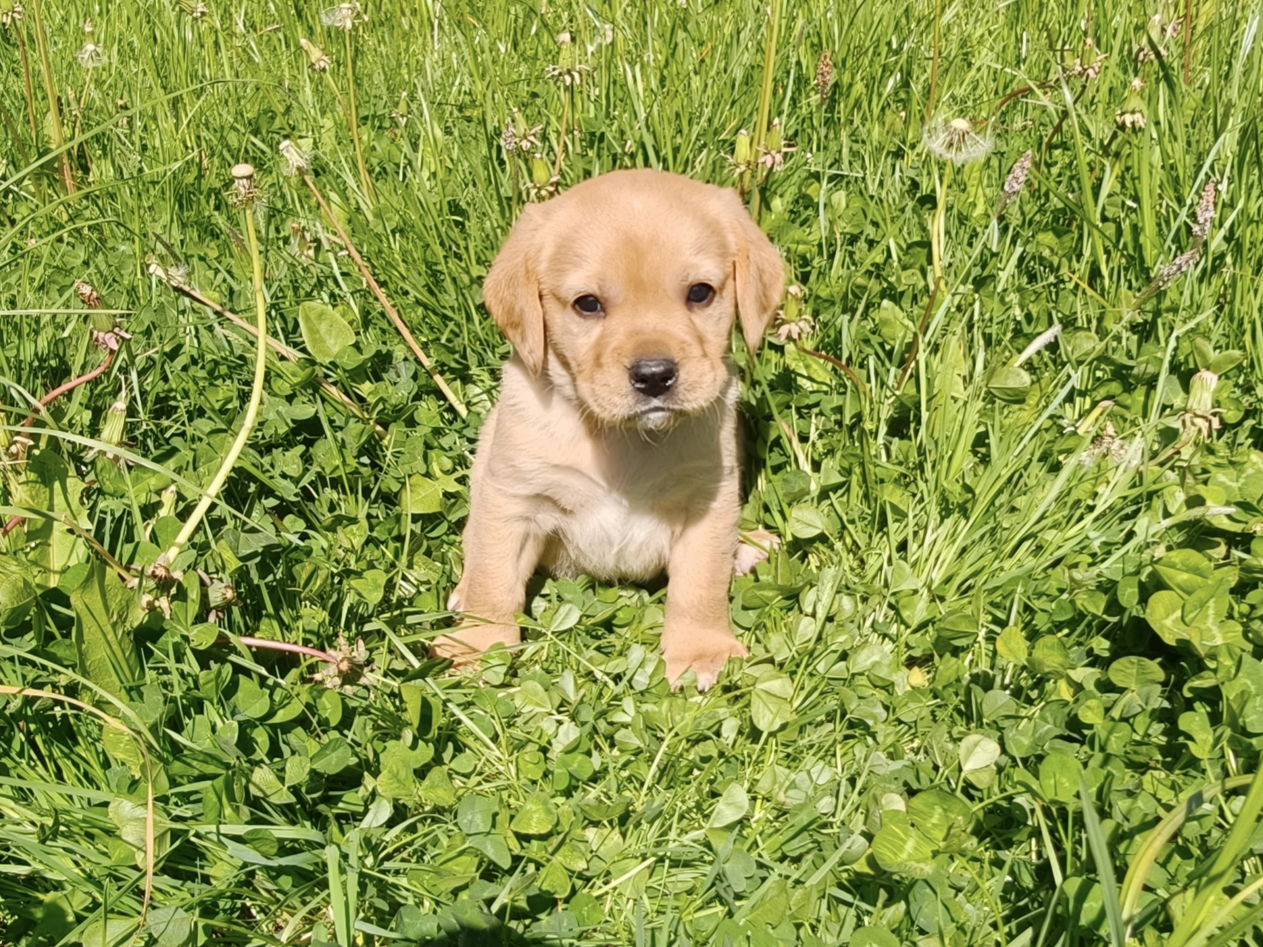 Slätters ranch Pepper