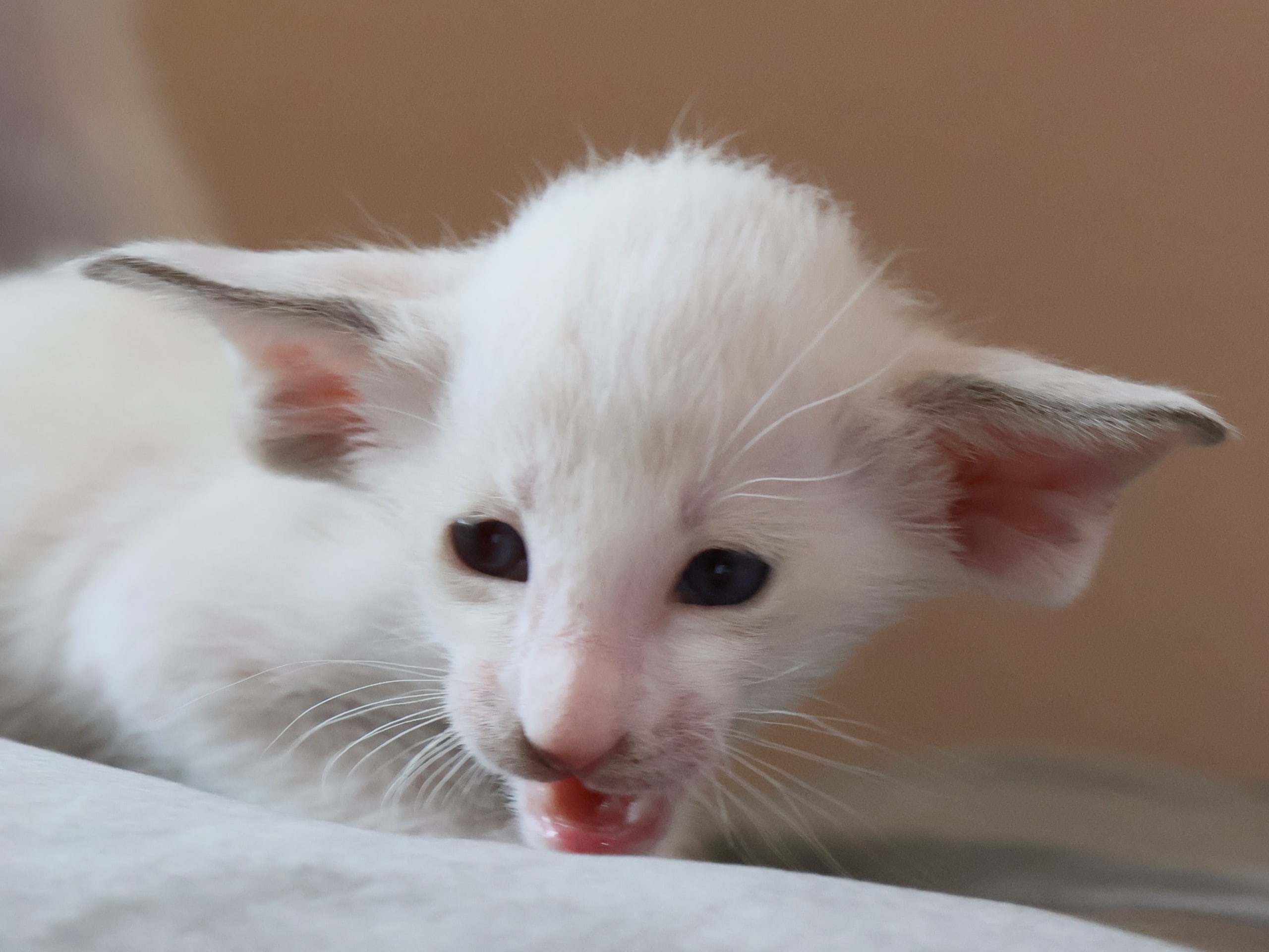Hunnkatt 3