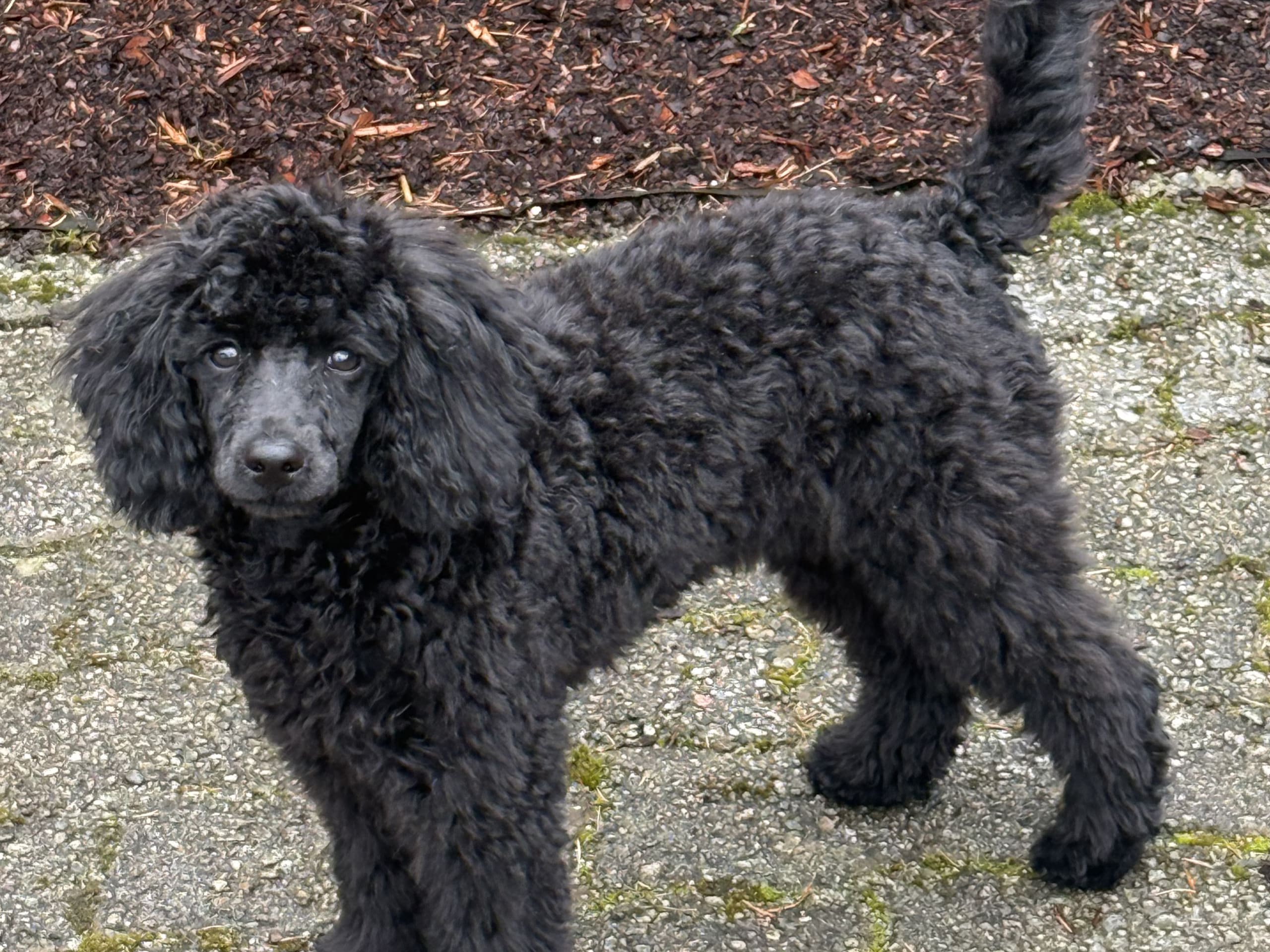 Kadis