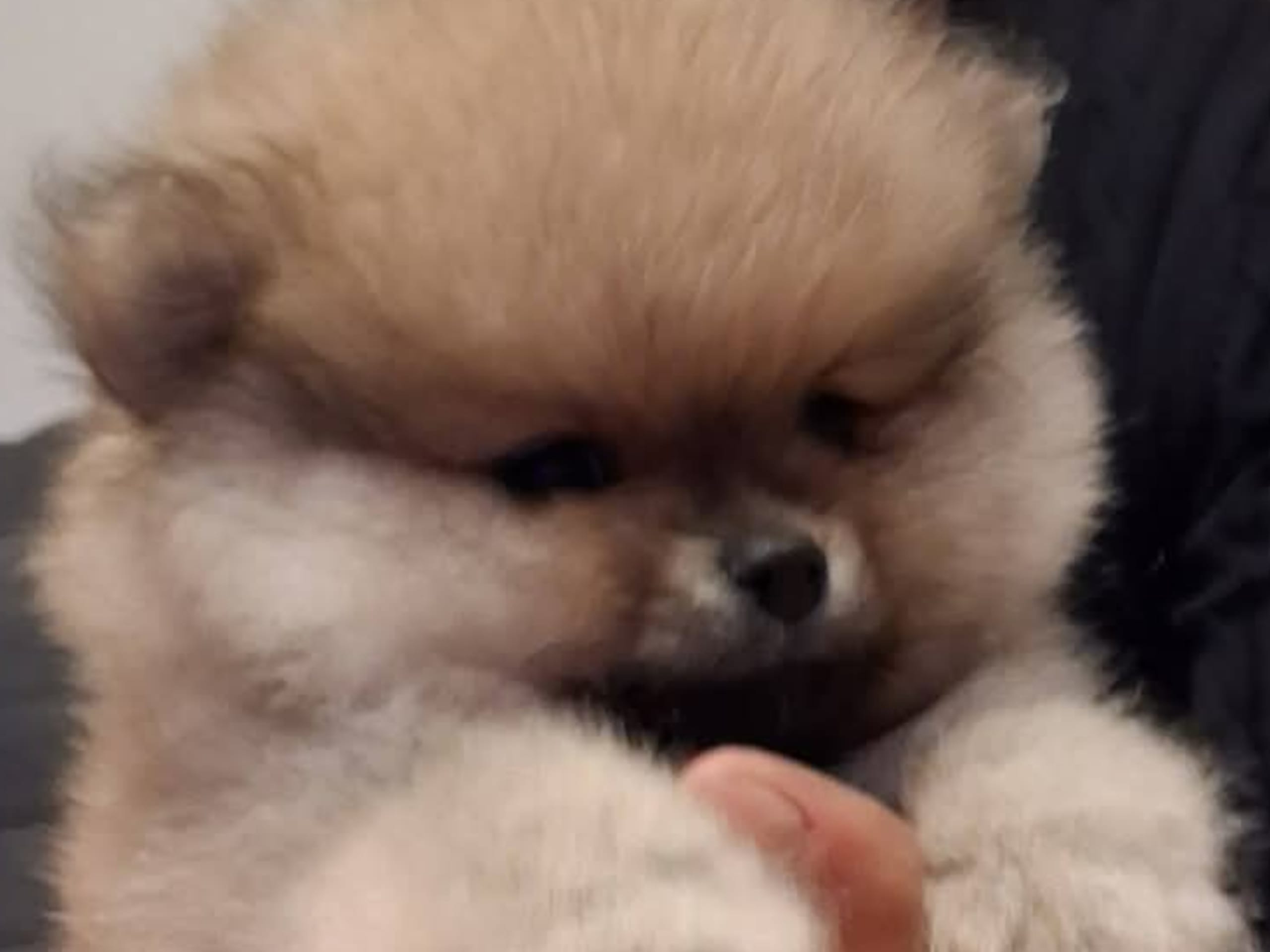 Teddy