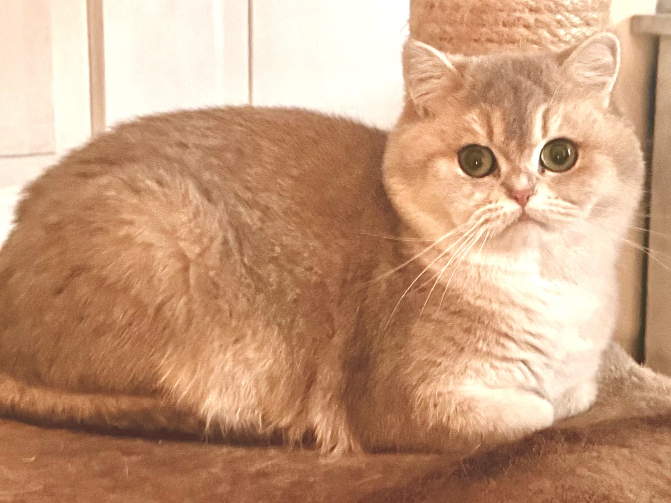 MI-CHIHARA