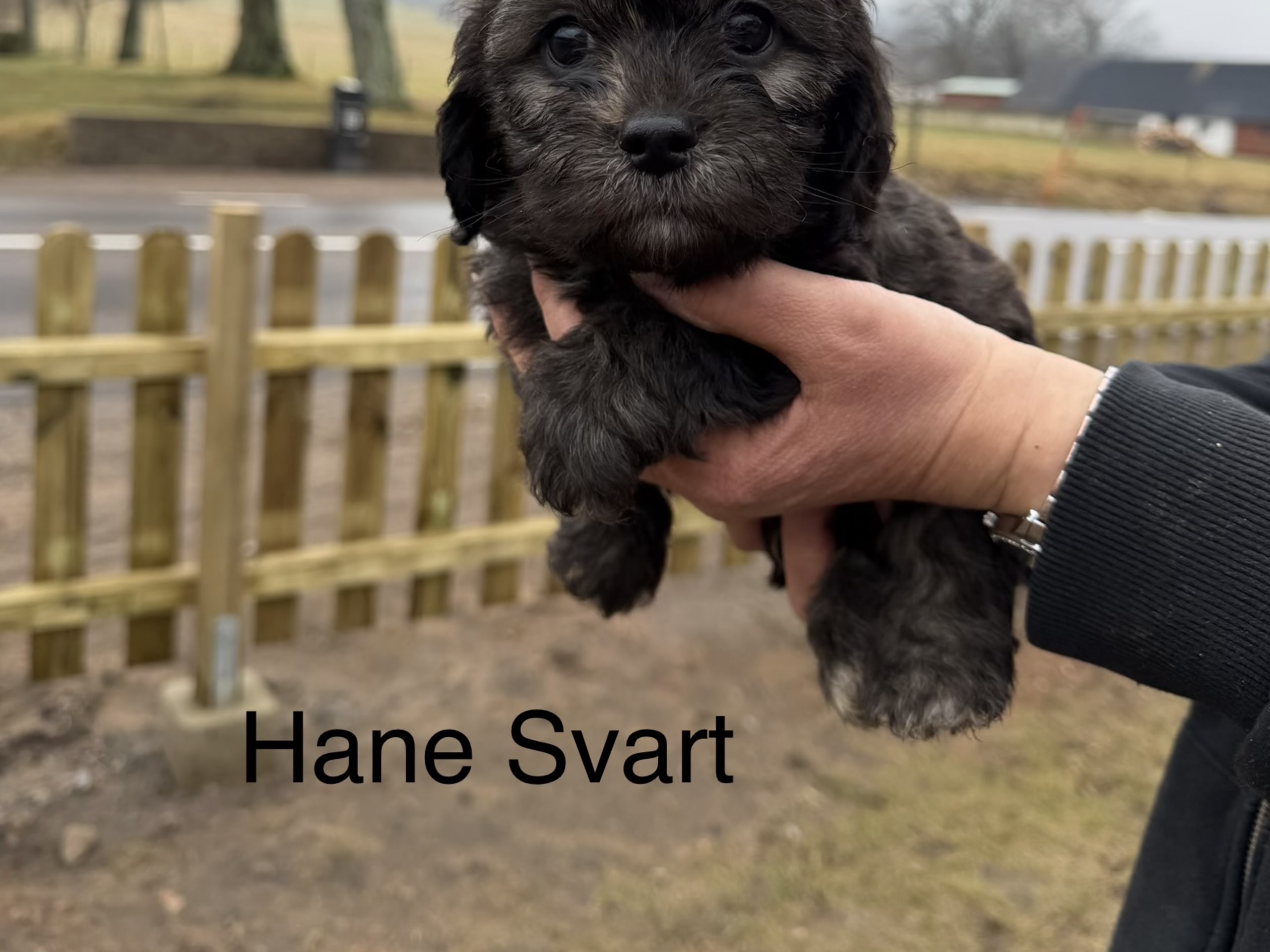 Hane Svart