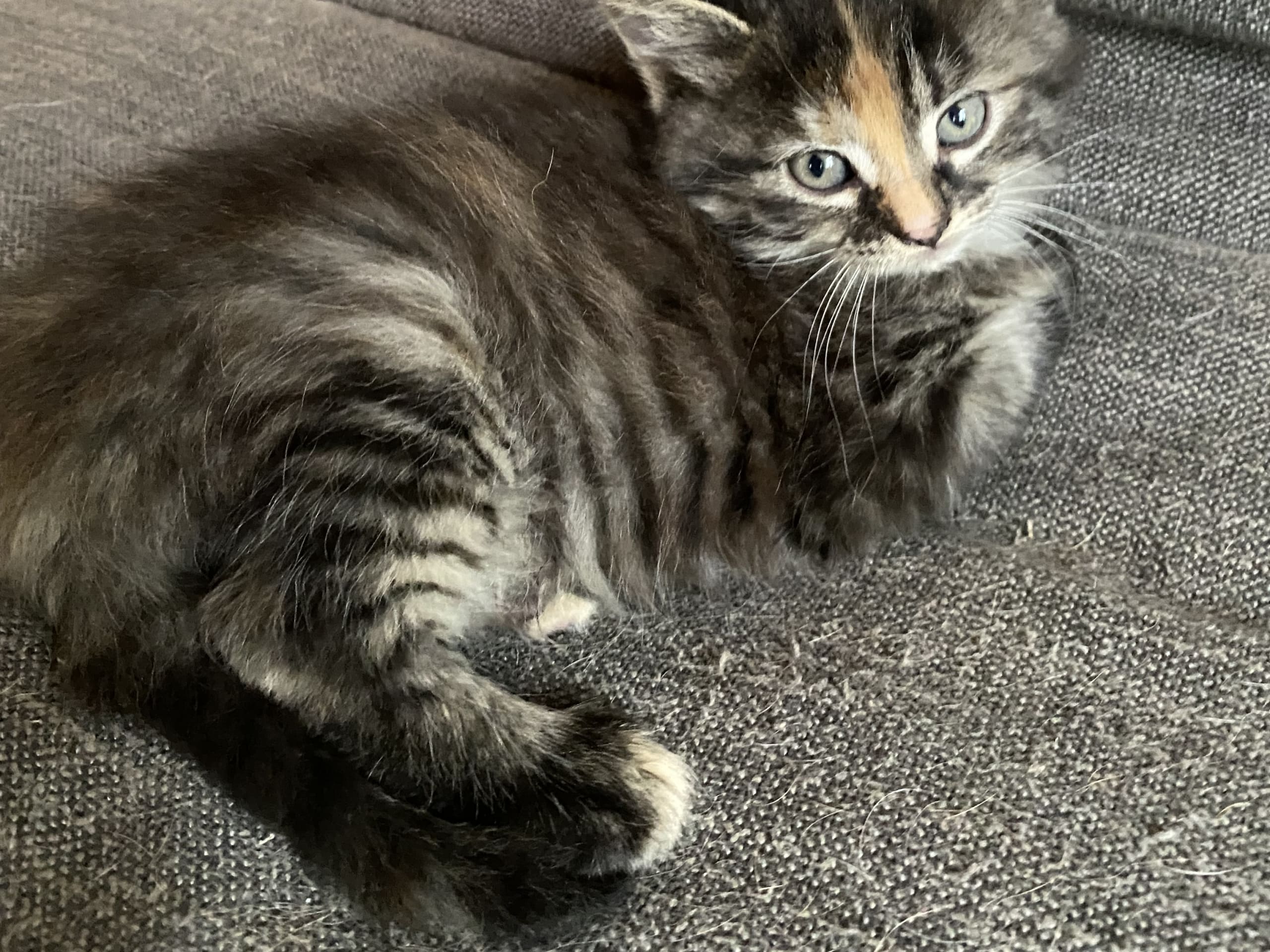Hunnkatt 2