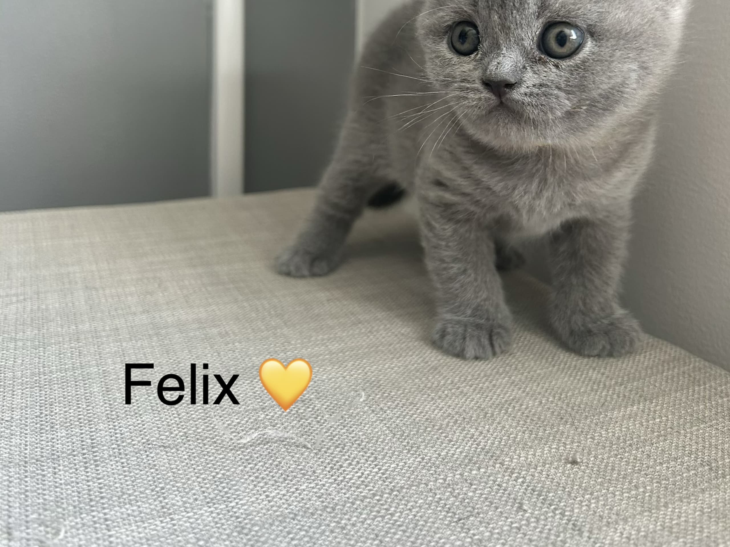 Felix