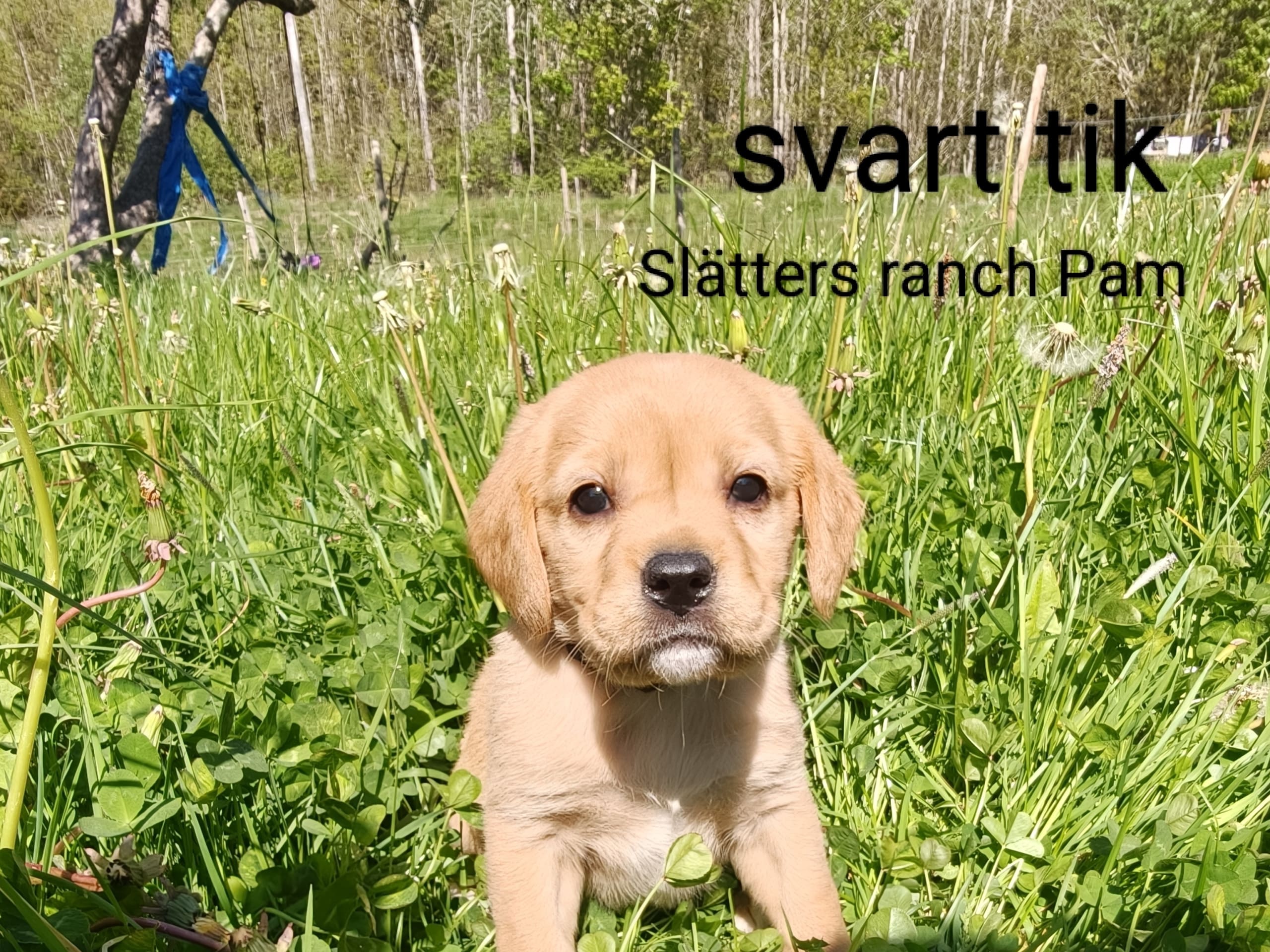 Slätters ranch Pam