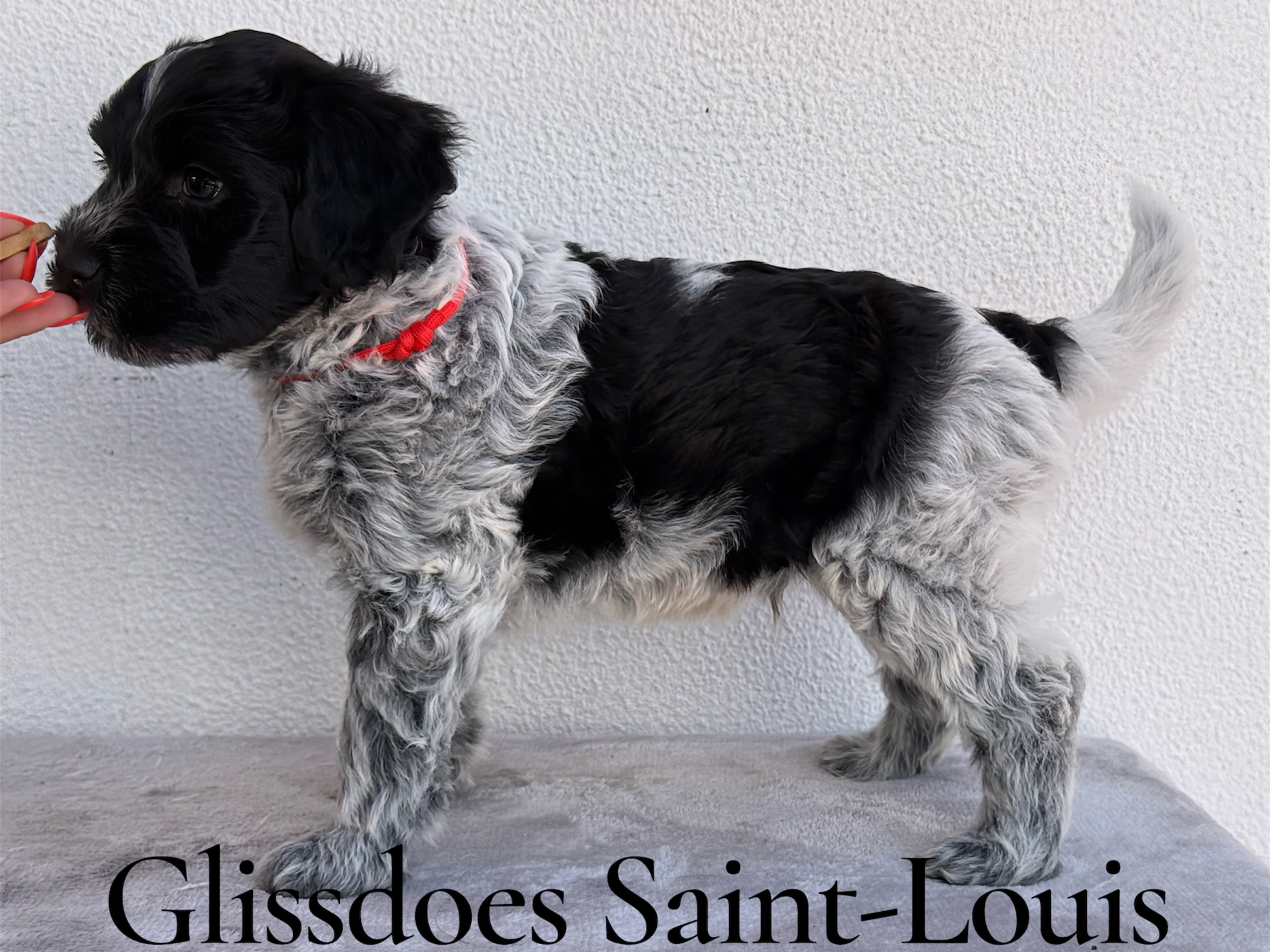 Glissdoes Saint-Louis