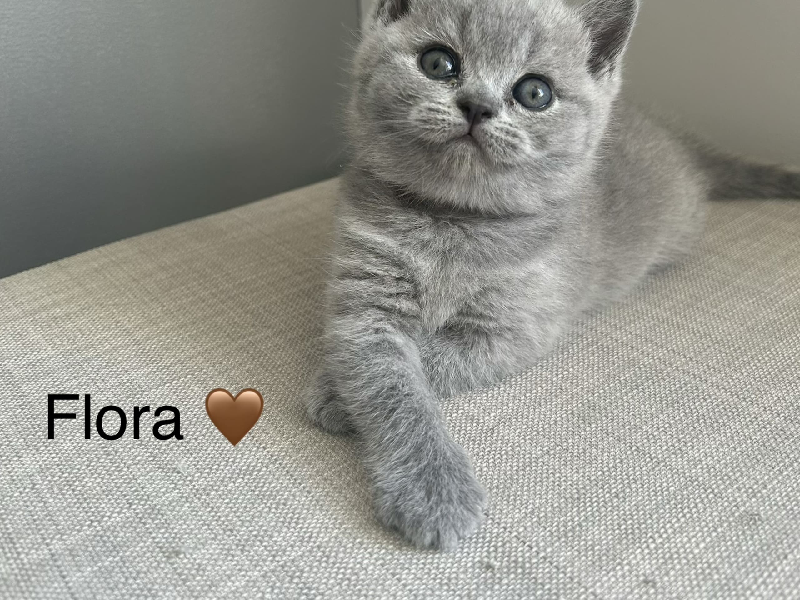 Flora