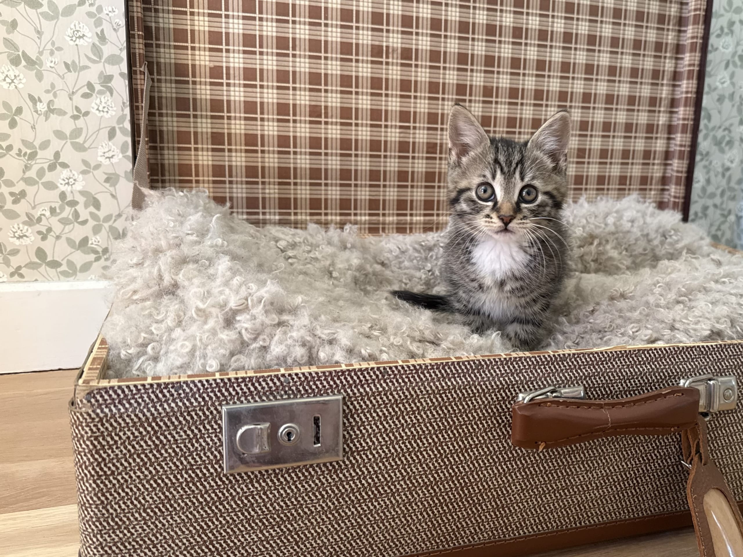 Caspian