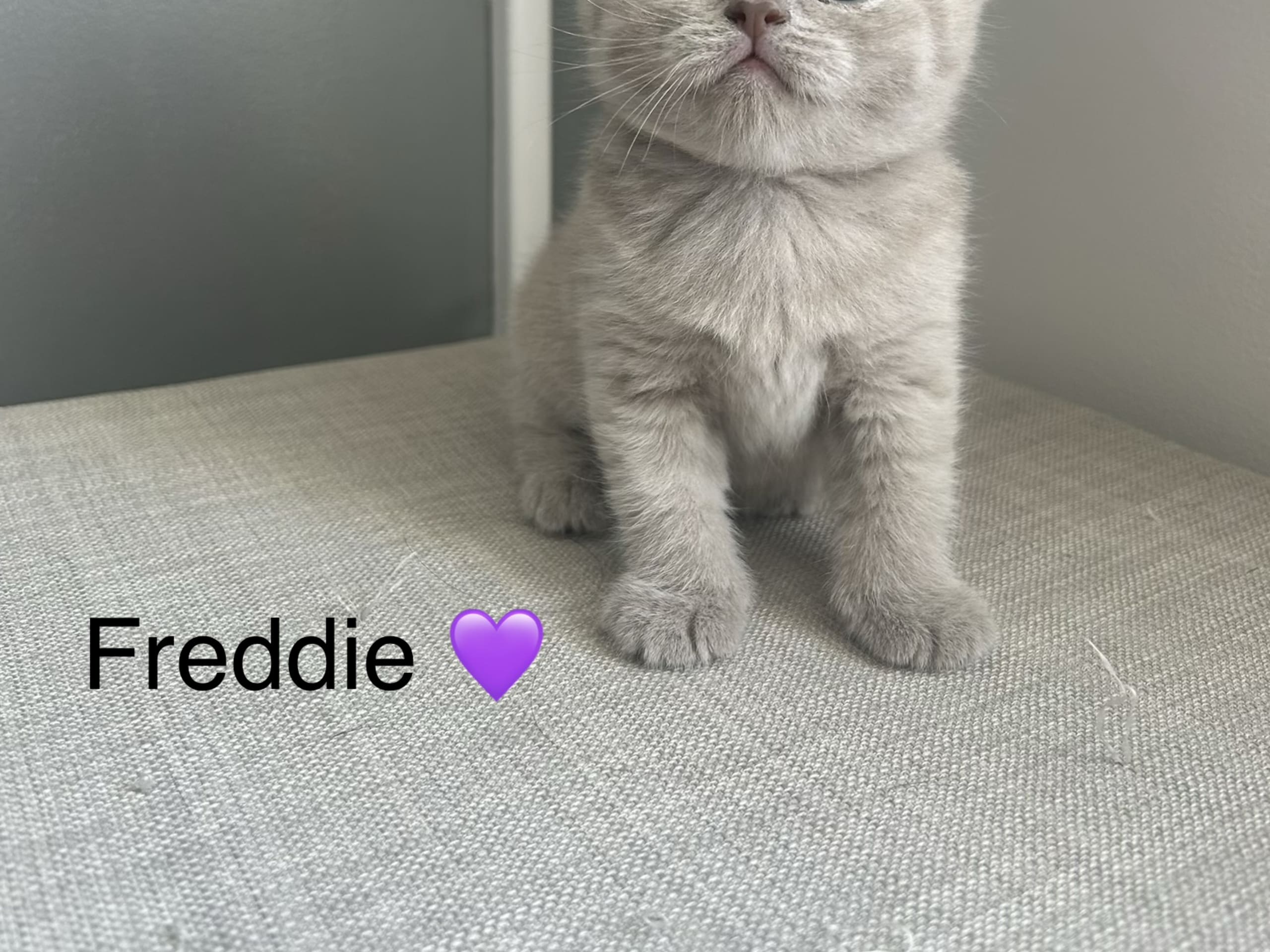 Freddie