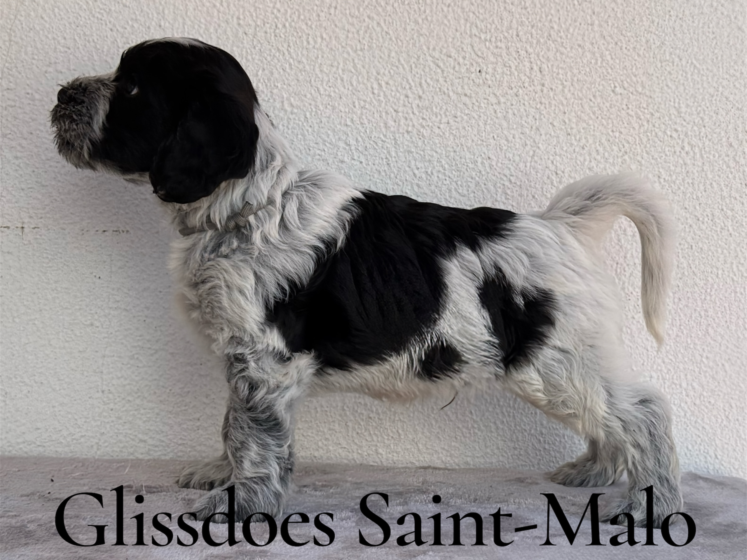 Glissdoes Saint-Malo
