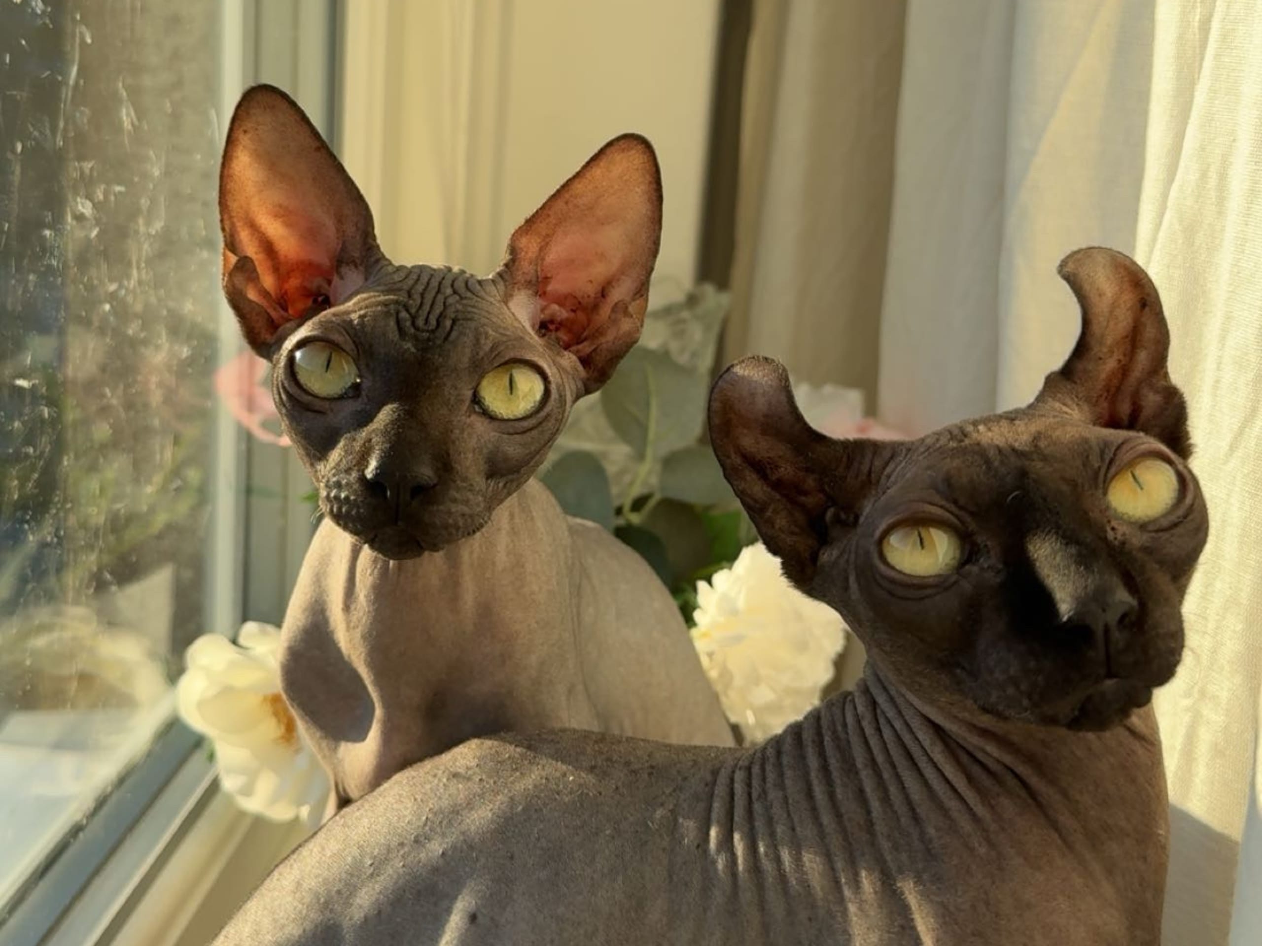 Sixten och Gösta