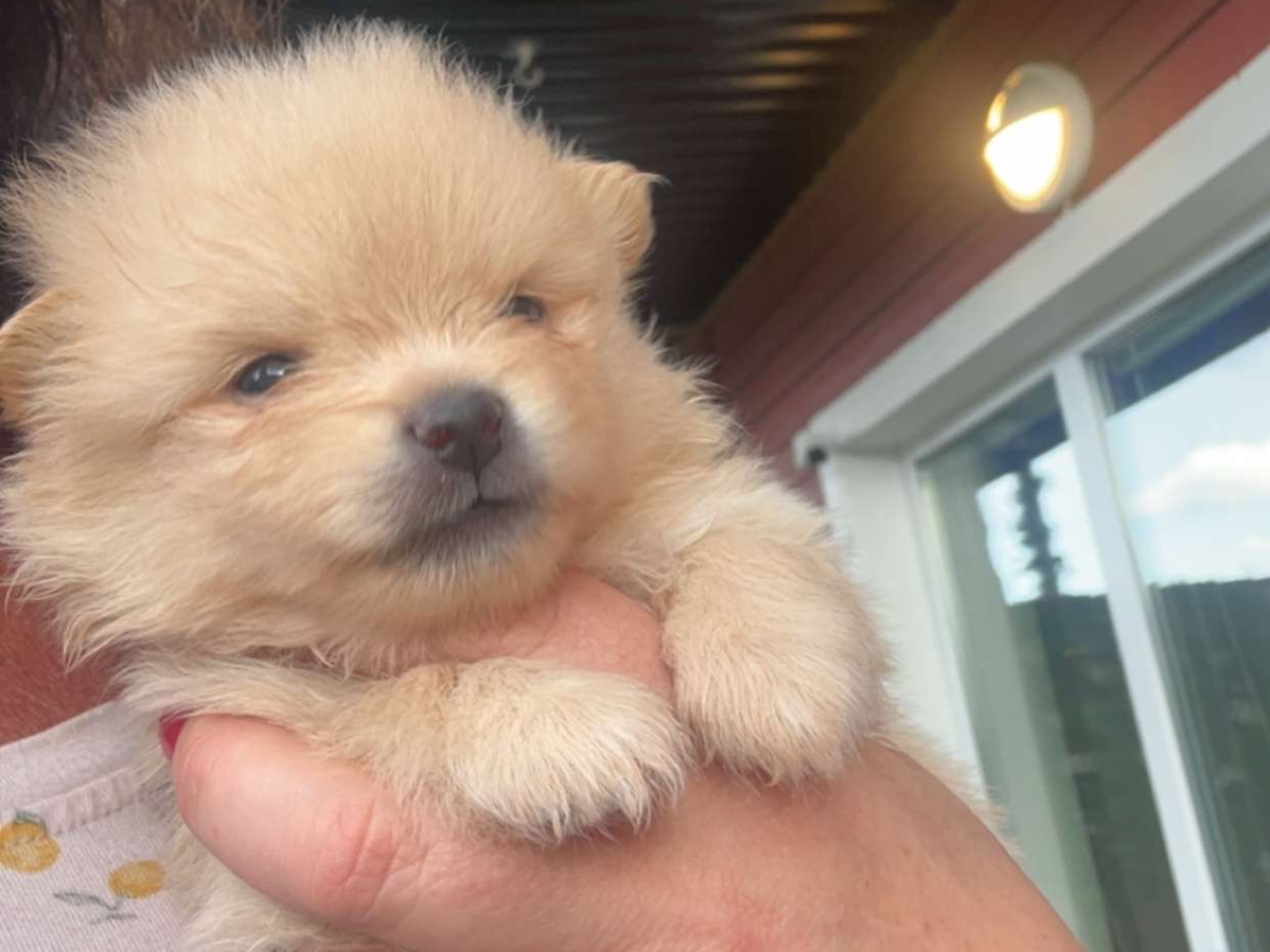 Teddy