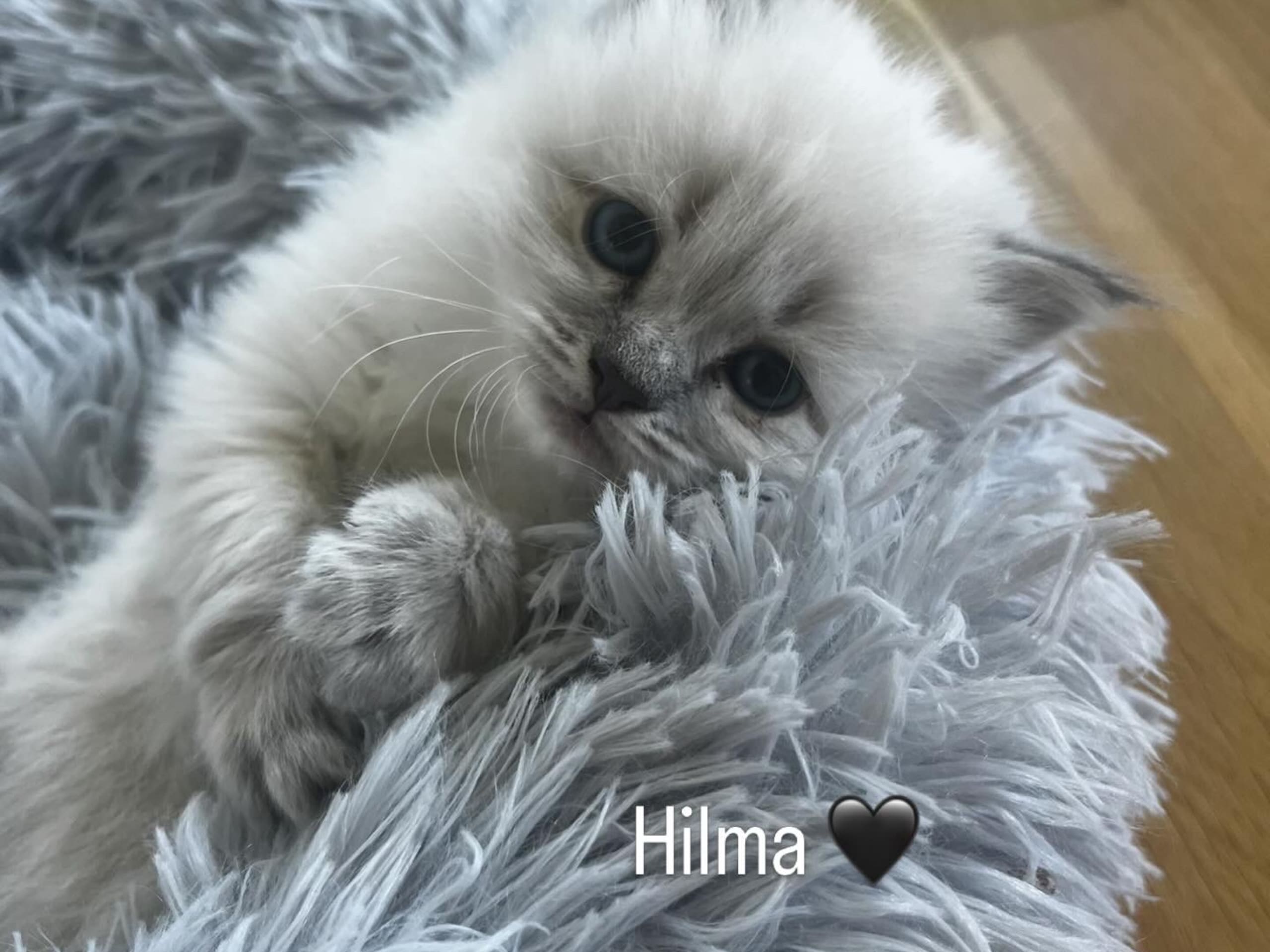 Hilma